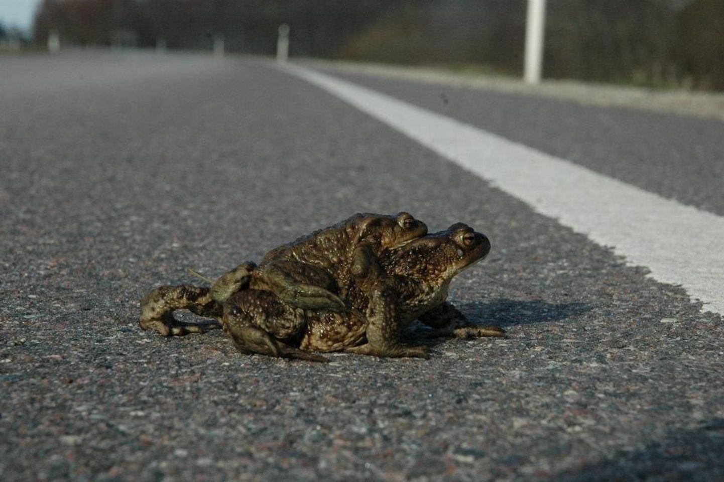 Лягушки на дороге.