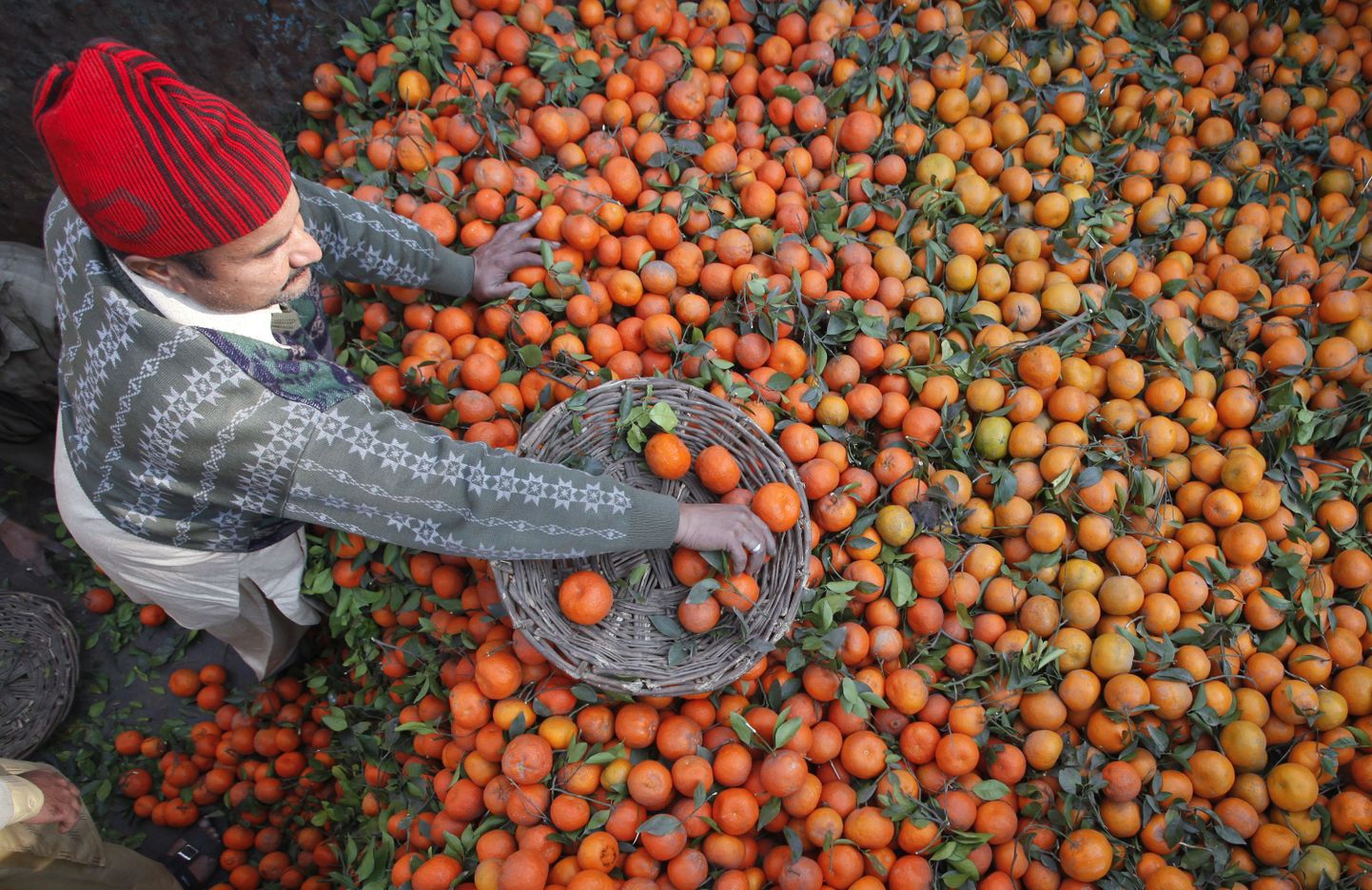 Pakistani Mees sorteerib hulgimüügiks apelsine.