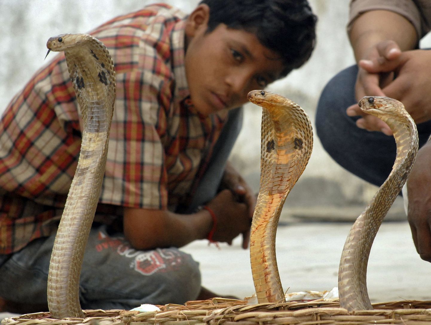 Kobrad on maailma ühed mürgisemad maod