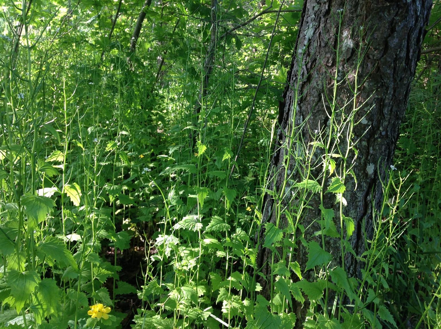 Salukõdrik kasvab metsaserval, kevadel sobivad selle vürtsikad lehed salatisse, liha maitsestamiseks, kohupiima ja kodujuustu sisse, juustu kõrvale.