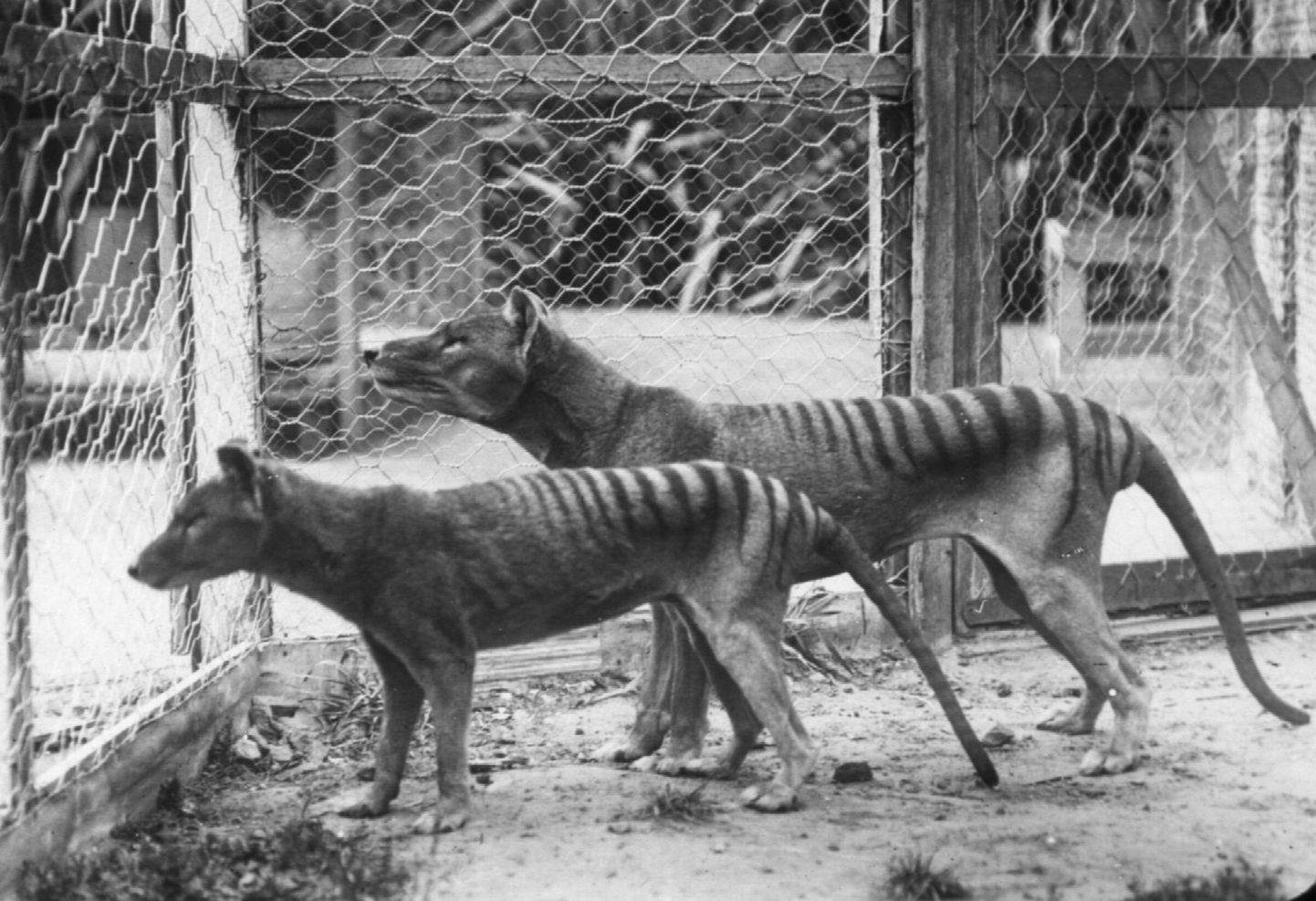 Kukkurhundid Tasmaanias Hobarti loomaaias 20. sajandi alguses