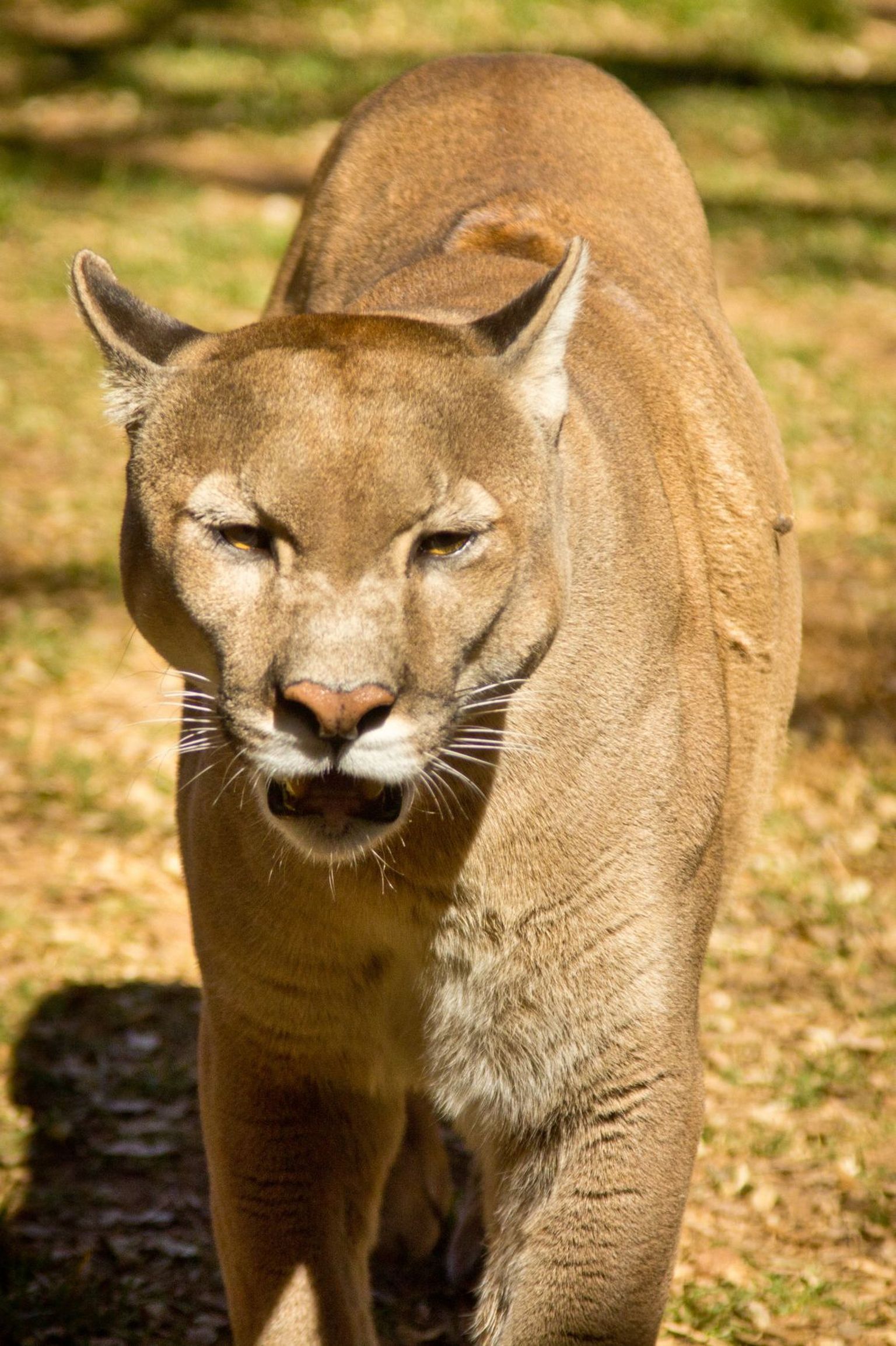 Panter