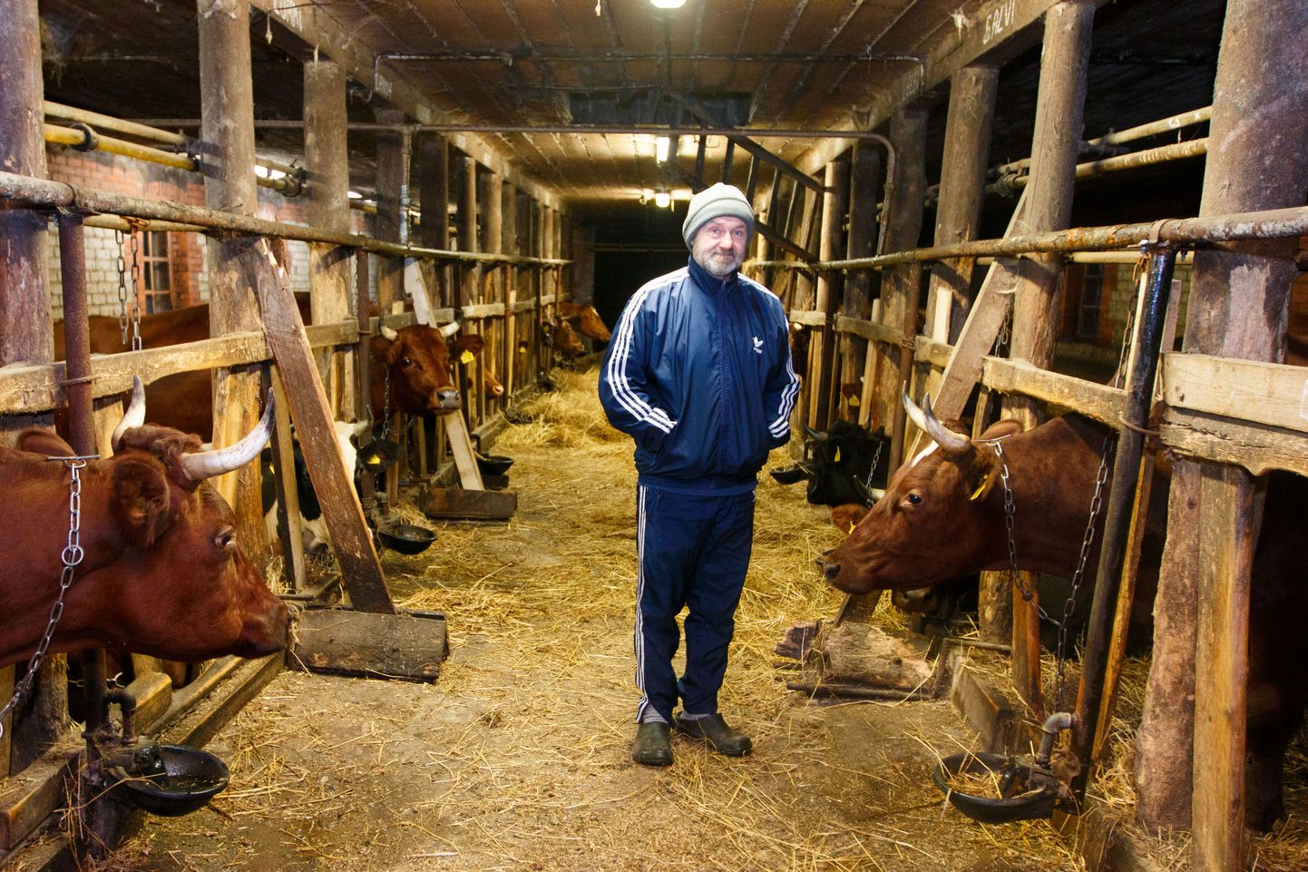 Loomi on Upruse talul 80 ringis, kellest lüpsilehmi 27 – kõik Eesti punast holsteini tõugu. Peremees Allan Ilisson on oma piimandjatega, kes keskmisena lüpsavad aastas piima 9000 liitri kanti, väga rahul.