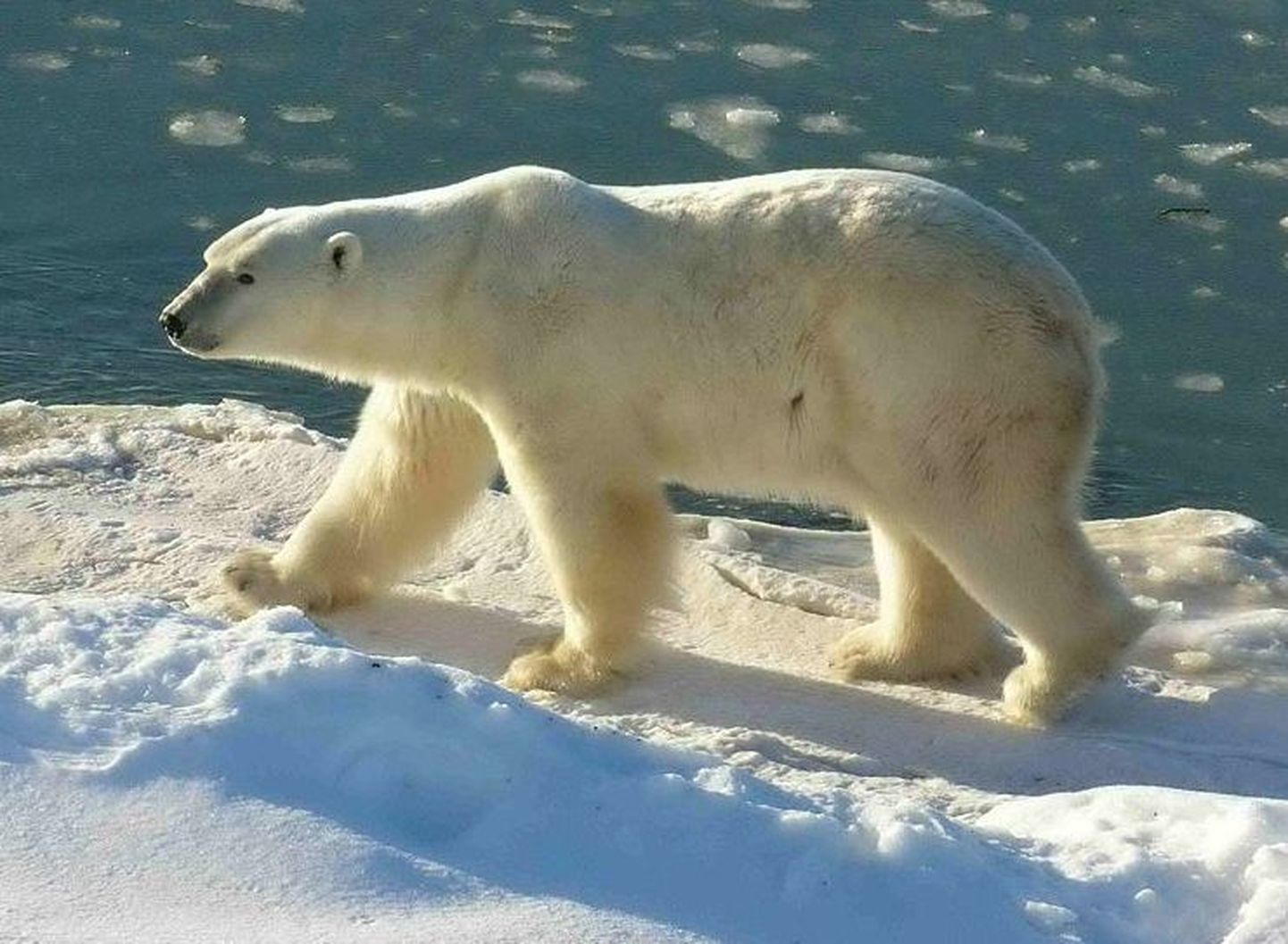 Jääkaru