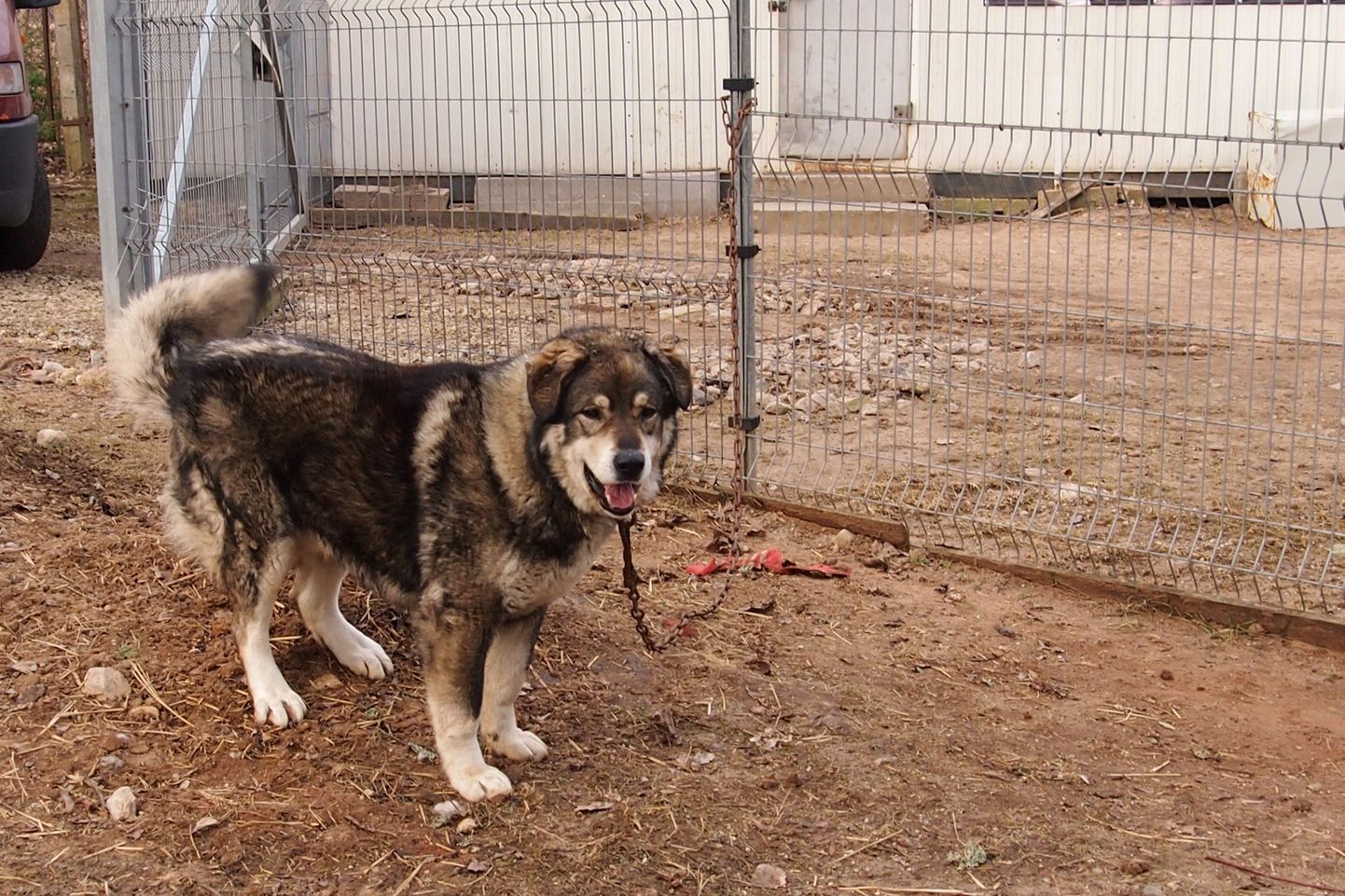 Reede hommikul leidsid Valga varjupaiga töötajad ketiga aia külge kinnitatud suure koera, kelle omanikku üritab varjupaik nüüd linnakodanike abil leida.