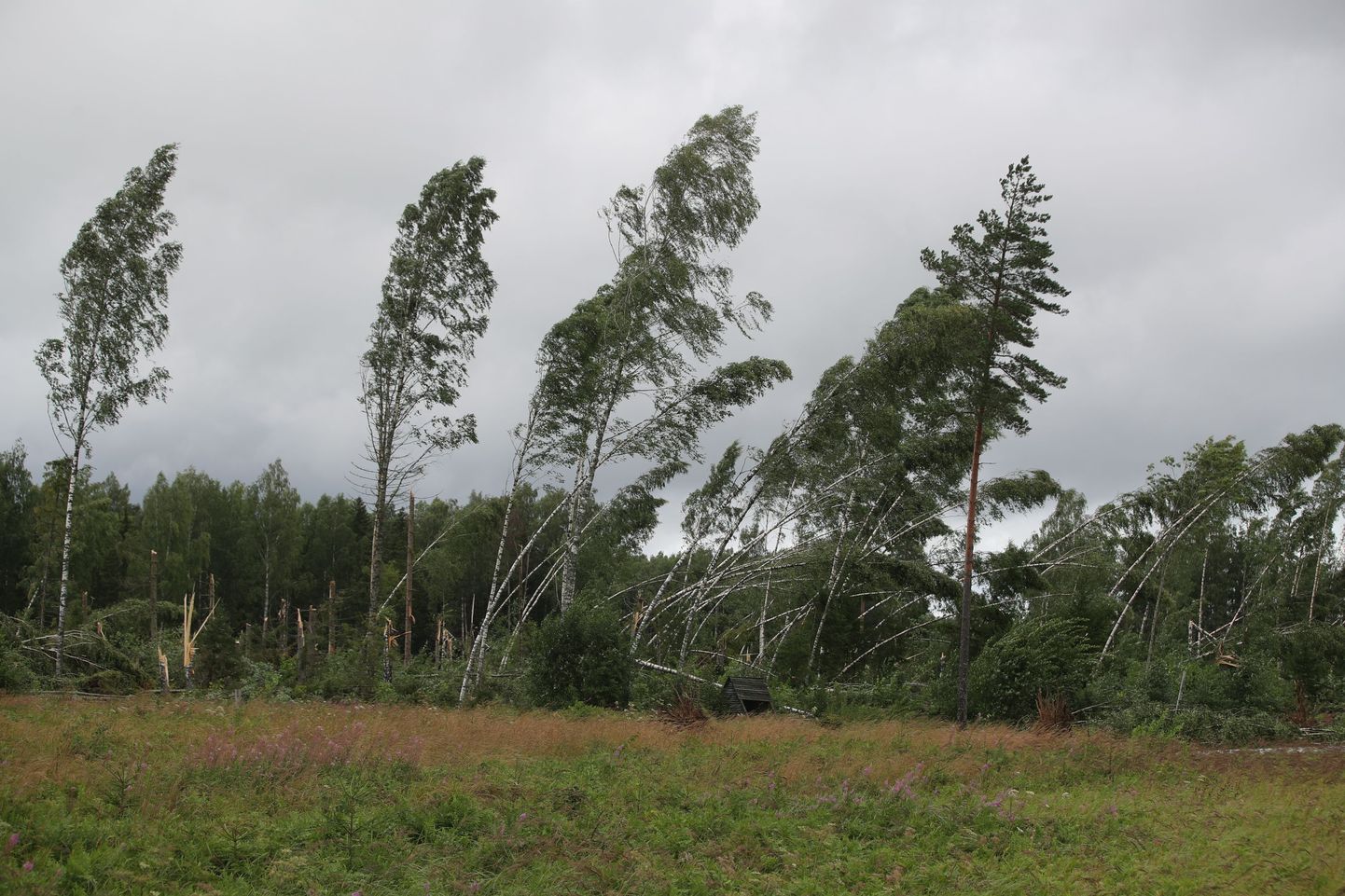 Eestis möllanud äikesetorm murdis hulga puid. Pildil murdunud puud Järvamaal Tallinna-Tartu maantee ääres.