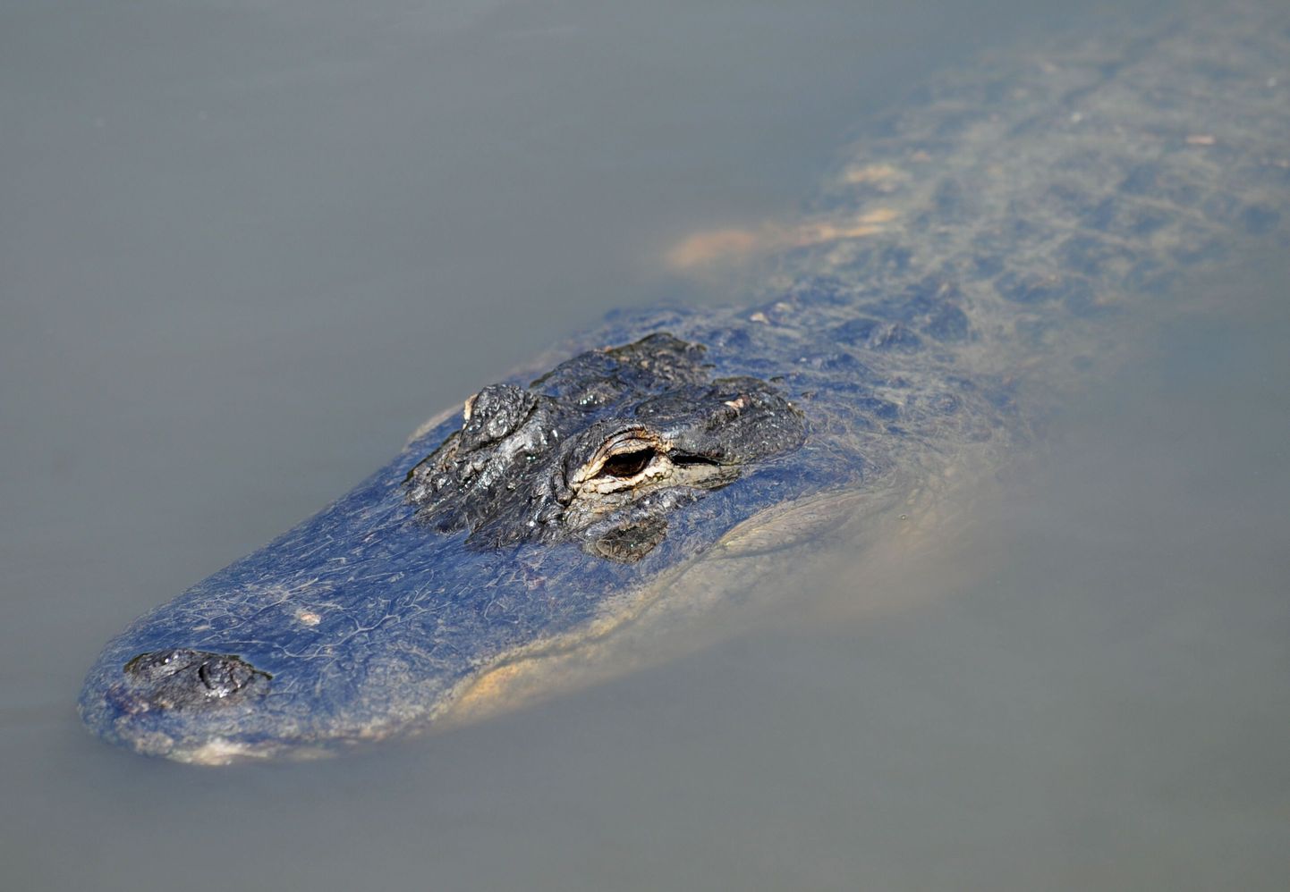Ameeriklanna tappis 465 kilogrammi kaalunud alligaatori