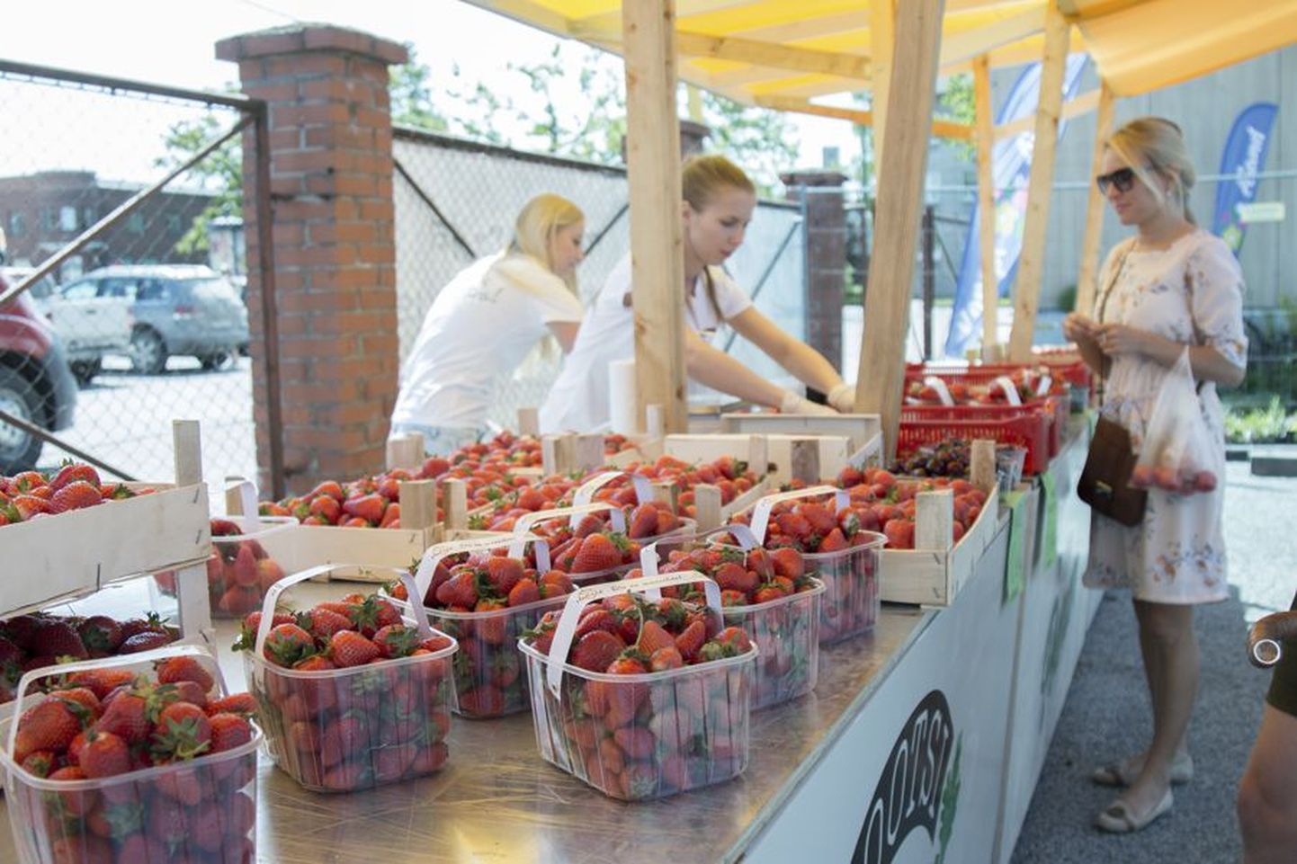 Maasikamüüjad on Viljandi turul importmarjadega käe valgeks saanud. Kui lähiajal vihma tuleb, on lootust juba järgmise nädala lõpul sinna ka Eesti maasikaid otsima minna.