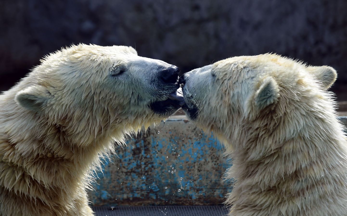 Budapesti loomaaia uued asukad, jääkarud Beliy ja Szeriy on ilmselt uue koduga juba piisavalt tutvunud ning nüüd pühenduvad teineteisele.