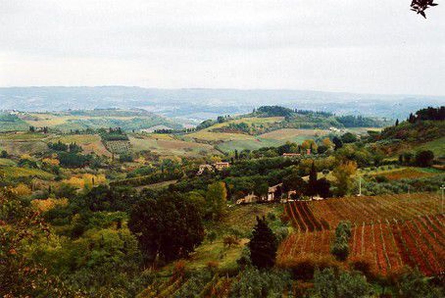 Toscana – oliivipuude ja viinamarjade maa.