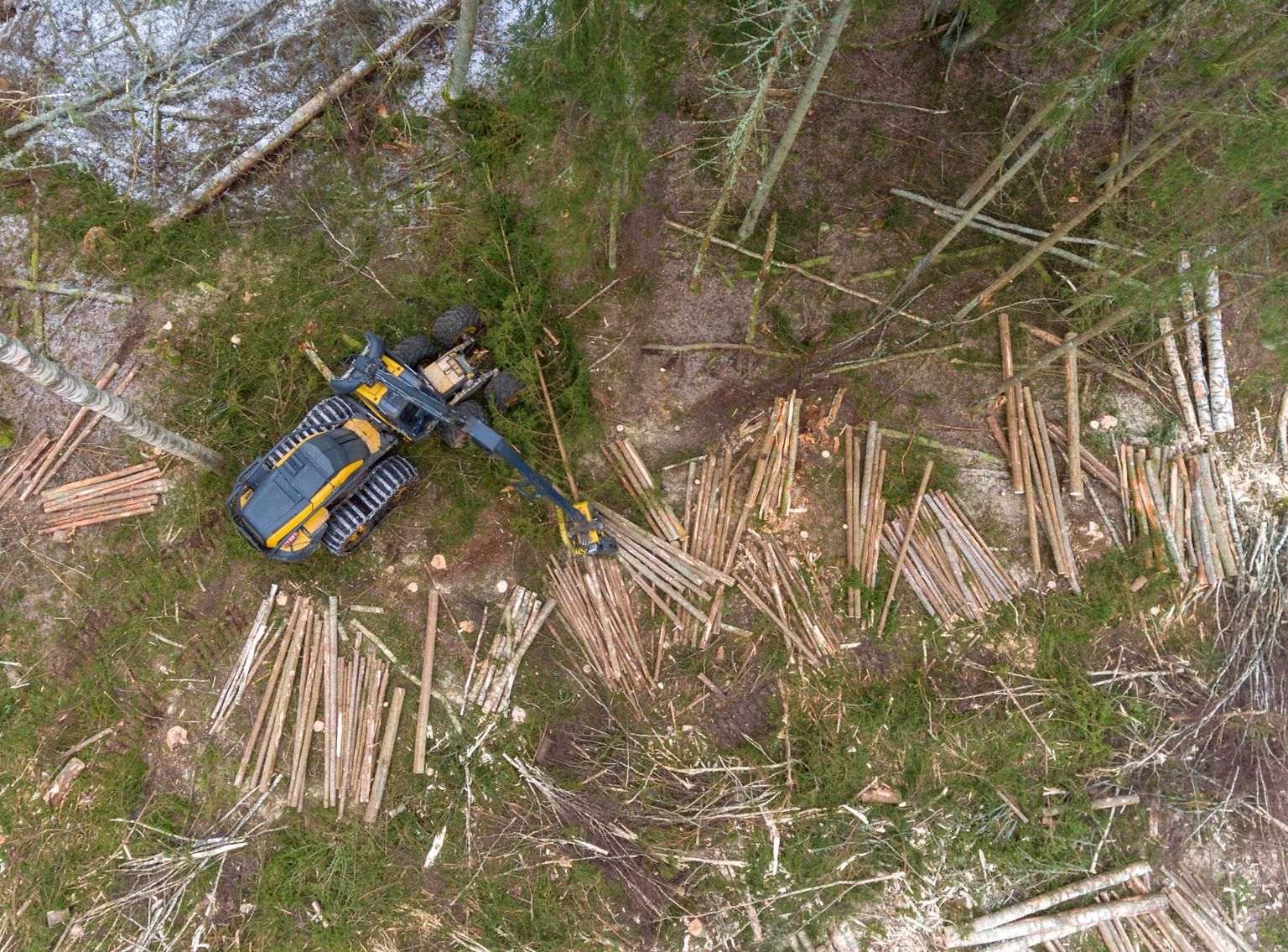 Metsaraie Valgamaal.