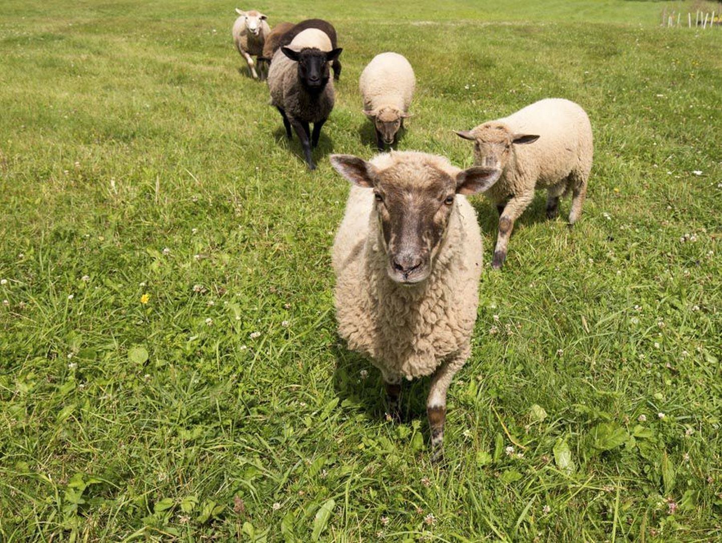 Villakandjad tulevadki. Eeloleval suvel saab lossimägede nõlvadel näha lambaid toimetamas. Keskkonnaamet on Viljandi algatusele oma õnnistuse andnud ja innustab linna ettevõtmise õnnestumise korral seda tuleval aastal uuesti tegema.