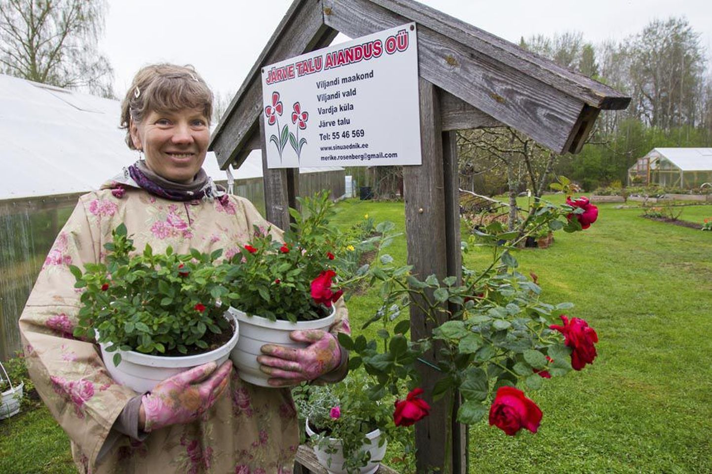 Järve talu aiandi perenaine Merike Rosenberg kasvatab muu hulgas rikkalikus valikus roosiistikuid.