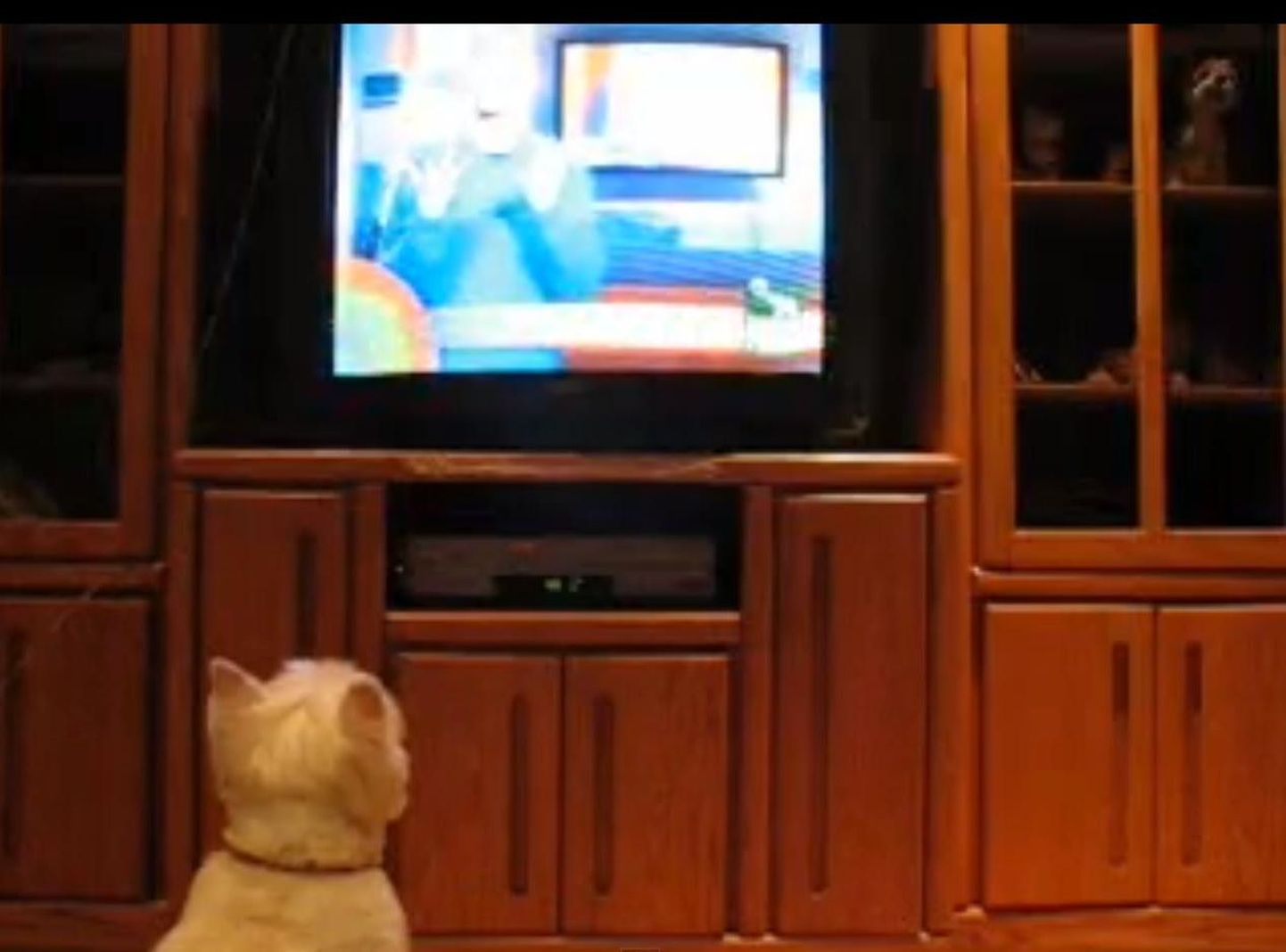 USA koerad said oma telekanali