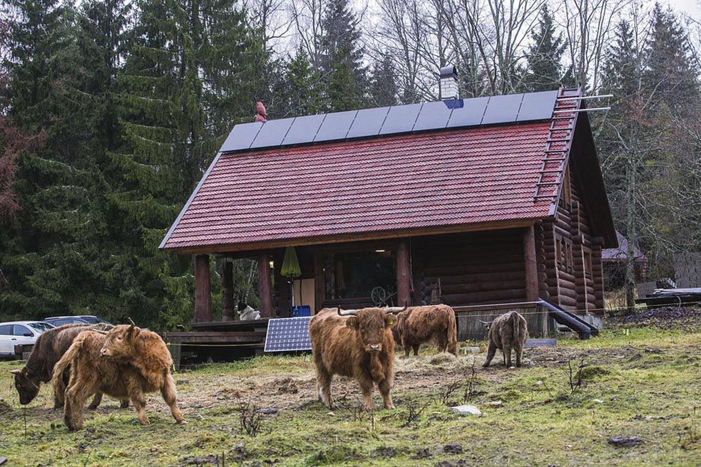 Perekond Koivuoja Mäeotsa talu Koigi vallas saab oma elektrienergia päikesepaneelidelt ja elektrigeneraatorilt, sest Eesti Energiaga liitumine oleks kordades kallim.