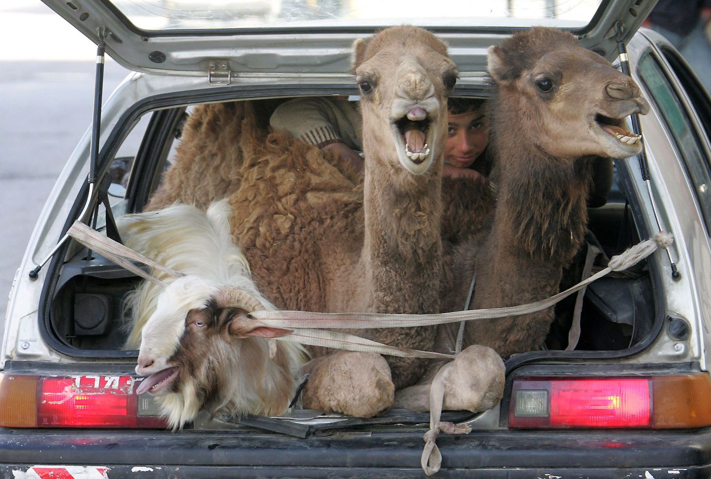 Beduiin vedas kaameleid Subarus