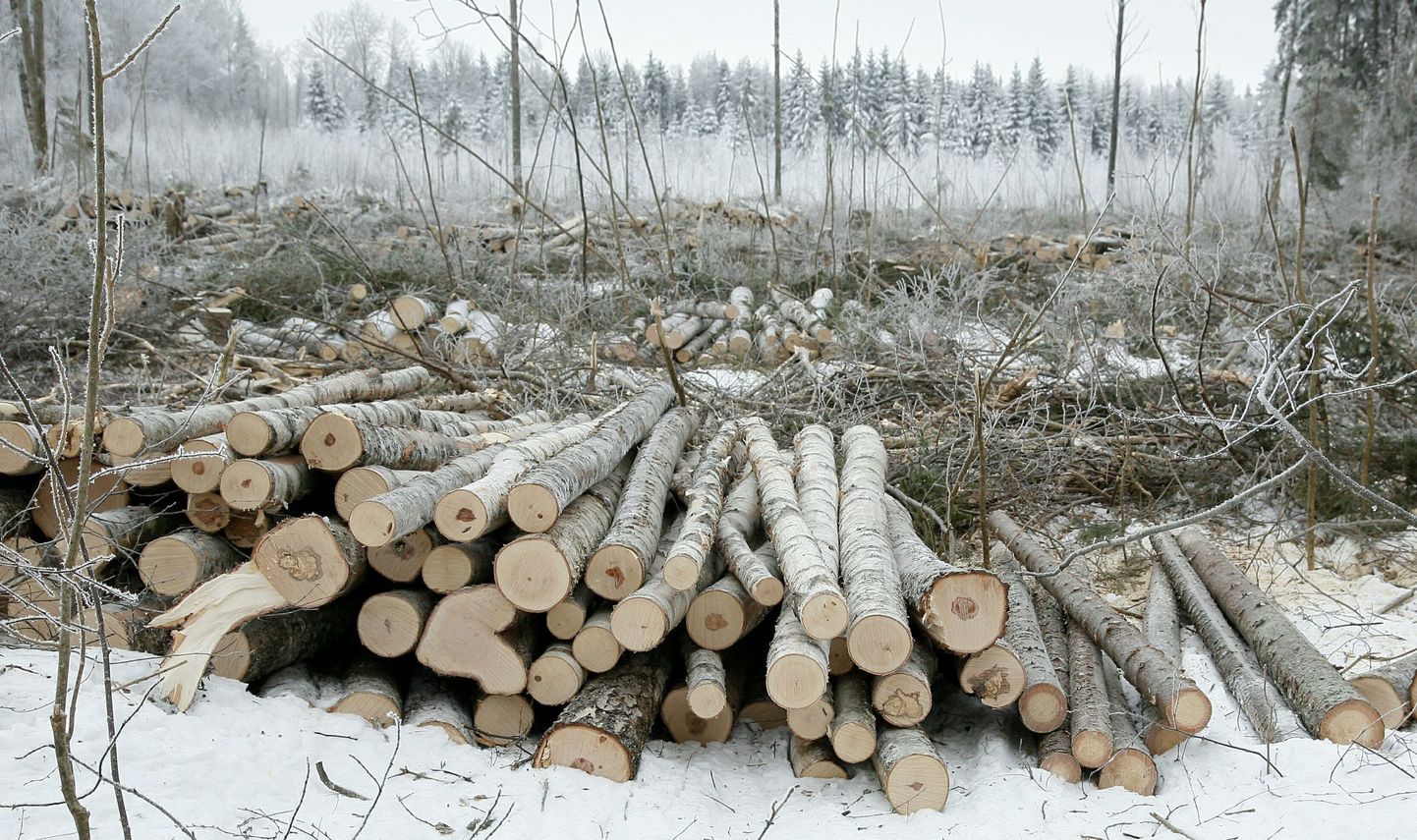 Kui metsaomanik otsustab raieküpseks saanud metsaosas raiet teha, on laias laastus kolm võimalust: teha raietööde korraldamist ja metsamaterjali müüki iseseisvalt, müüa raieõiguse kokkuleppehinnaga kasvava metsa väärtuse alusel või müüa raieõigust metsamaterjali väljatuleku alusel.