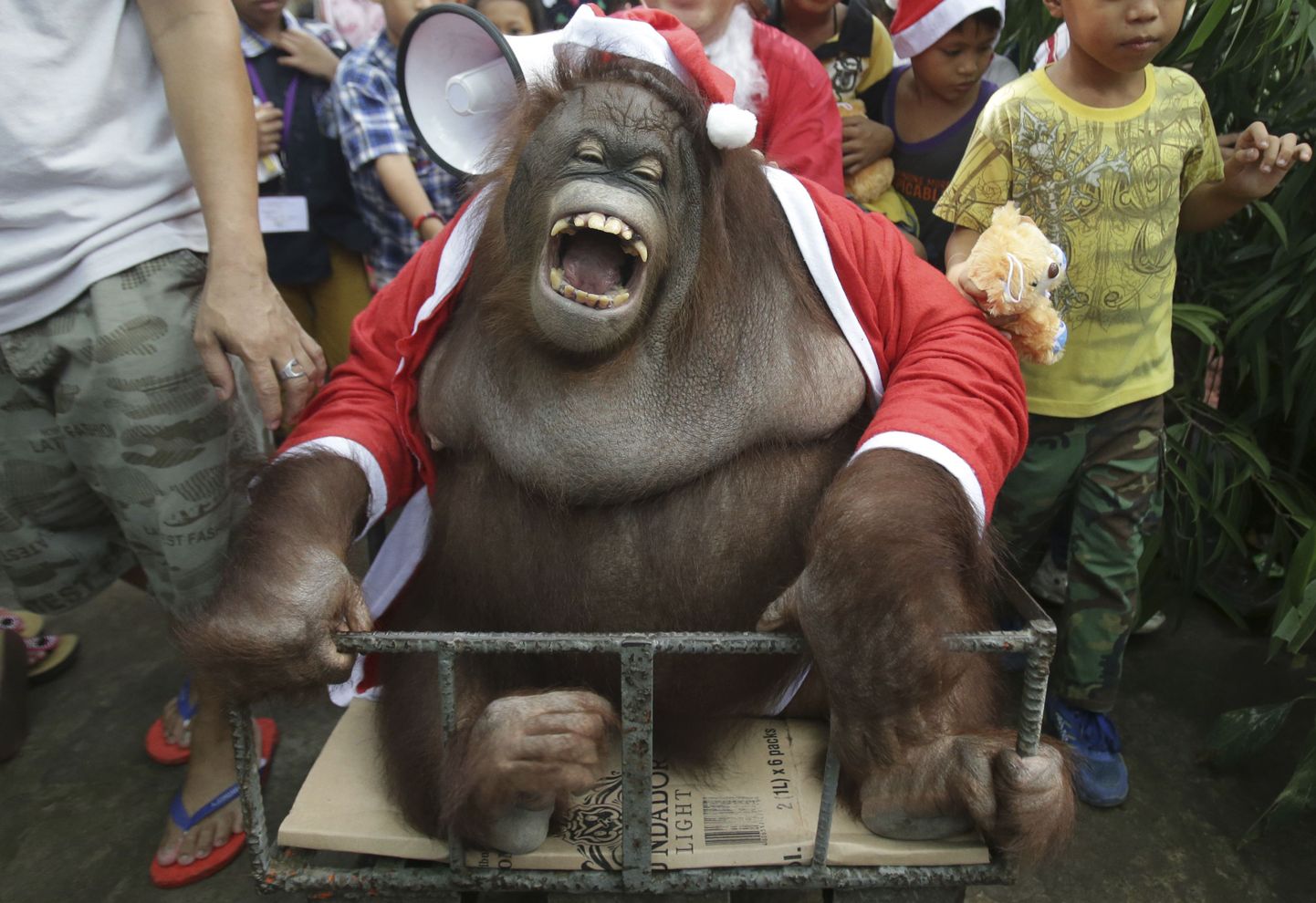 Orangutan Pacquiao peo jõuluvanana.