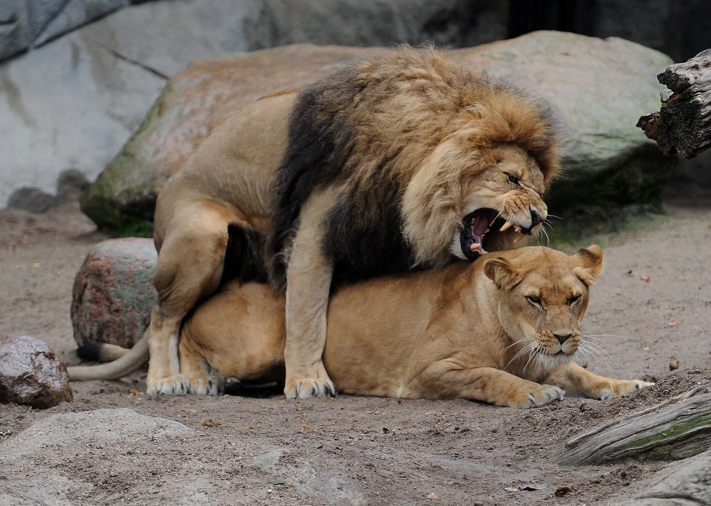 USA loomaaias kägistasid isased lõvid emalõvi
