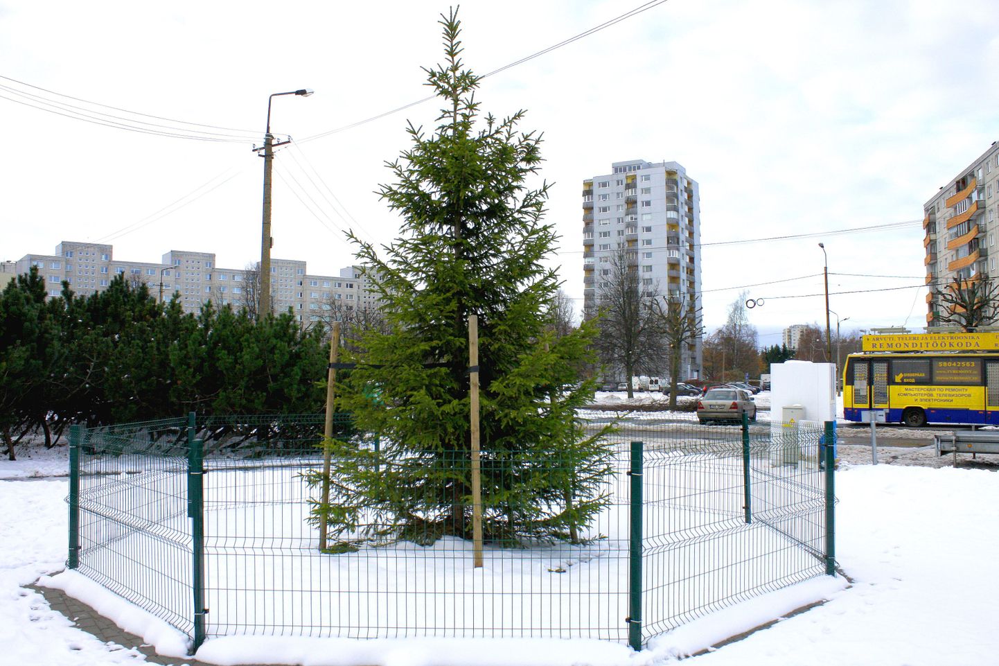 Haabersti jõulukuusk kasvab Nurmenuku keskuse ees.