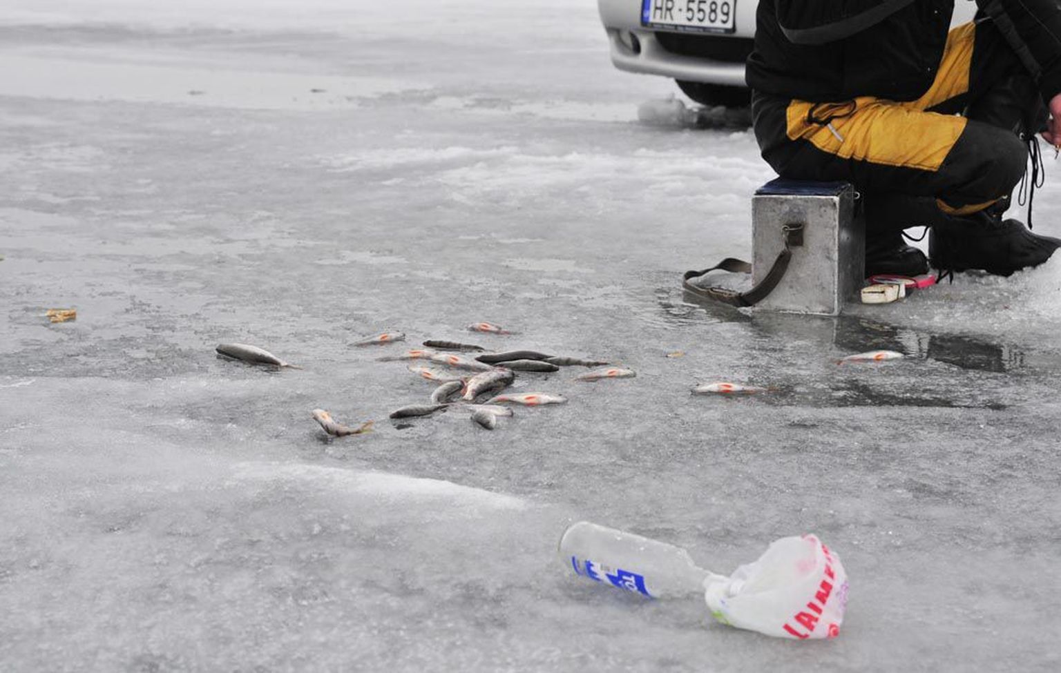 Ehkki Peipsi jääl oli pühapäeva pärastlõunal palju kalamehi, kurtsid nii mõnedki lätlased, et saak ei vasta oodatule – vaid paar-kolm kilo ahvenat. Kärakapudel oli pettumuse uputamiseks ja külma peletamiseks paljudel käepärast.