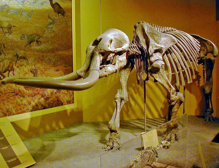 Stegomastodoni skeleti rekonstruktsioon USA Smithsonian instituudi muuseumis / wikipedia.org