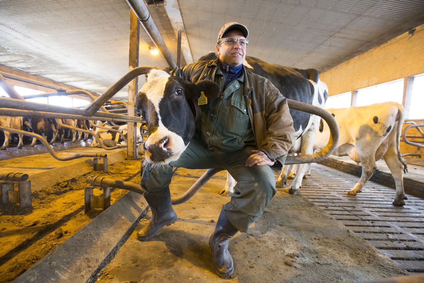 Mürkal OÜ juhatuse liige Allar Arusalu plaanib ettevõtte piimakarja 60 looma hiljemalt suve lõpuks maha müüa.