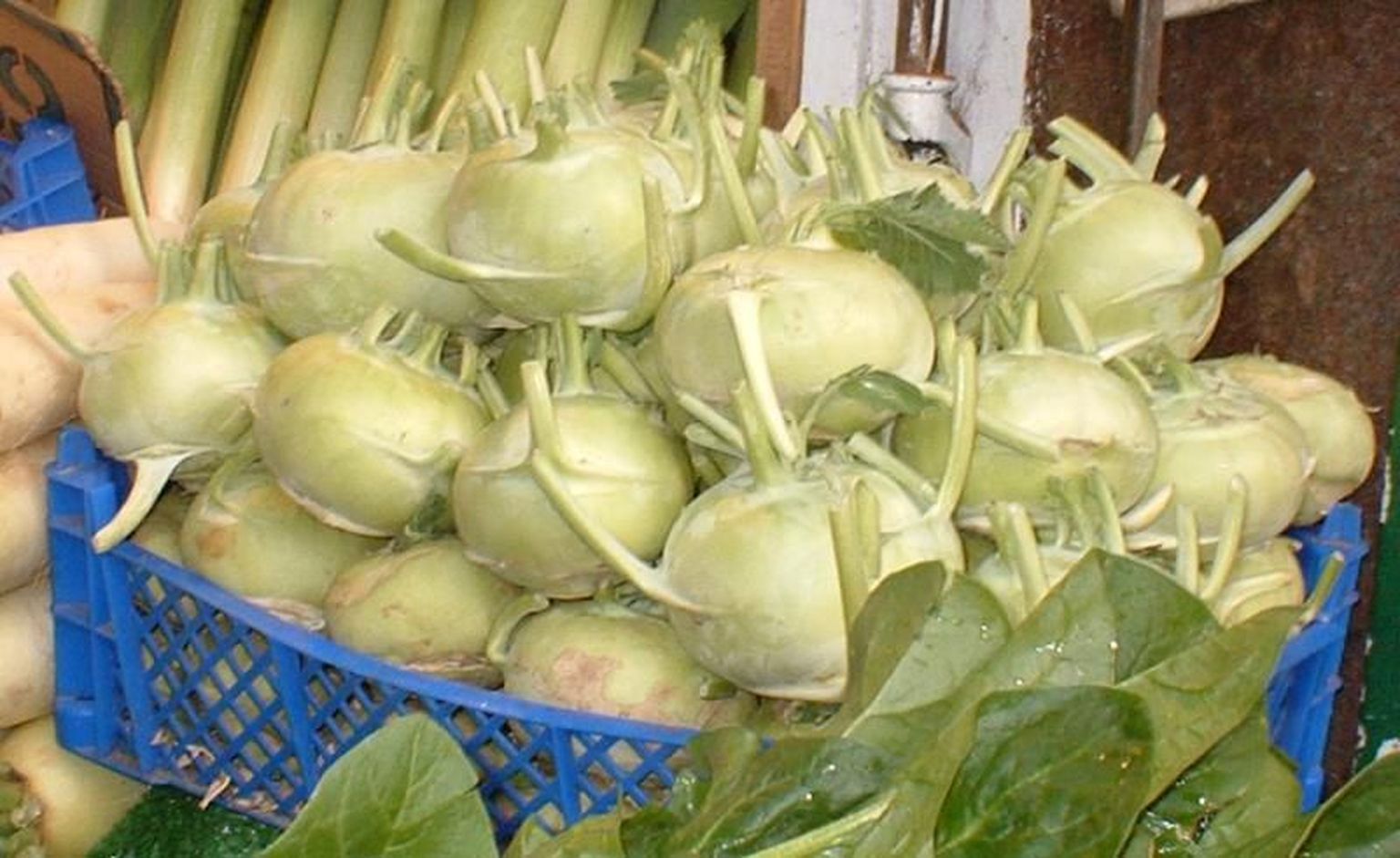 Кольраби