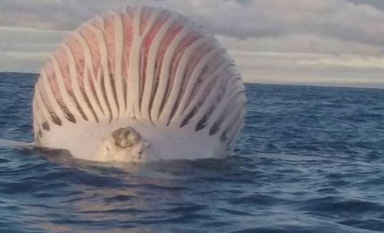Найденная в Австралии туша кита, наполненная газом / Скришнот/Youtube