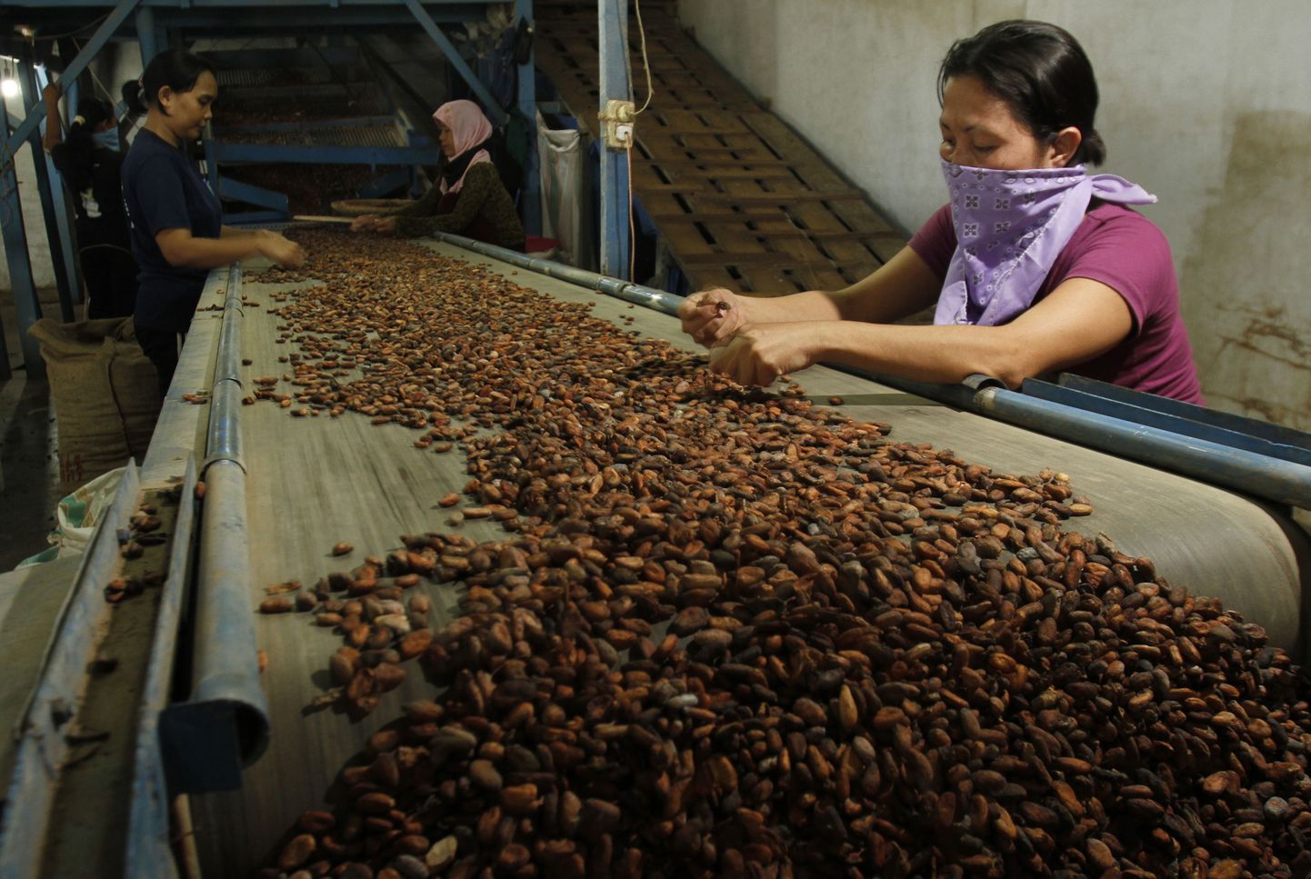 Kakaoubade sorteerimine.