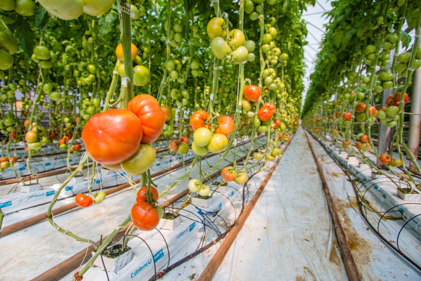 Tomatisaak sõltub suuresti ilmast, aga ka aiapidajast: kas ta on tomatid istutanud piisavalt hõredalt ja haiged lehed kasvuhoonest välja viinud.