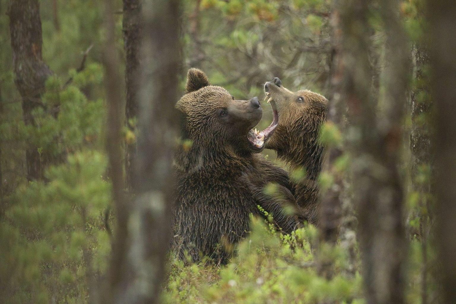 Selleks aastaks üle Eesti välja antud 90 karujahiloast on ära jõutud kasutada 27, neist kolm esimese nädalaga Järvamaal.