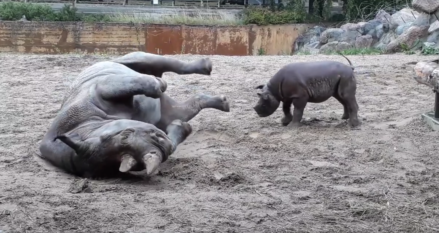 Носороги в Таллиннском зоопарке.