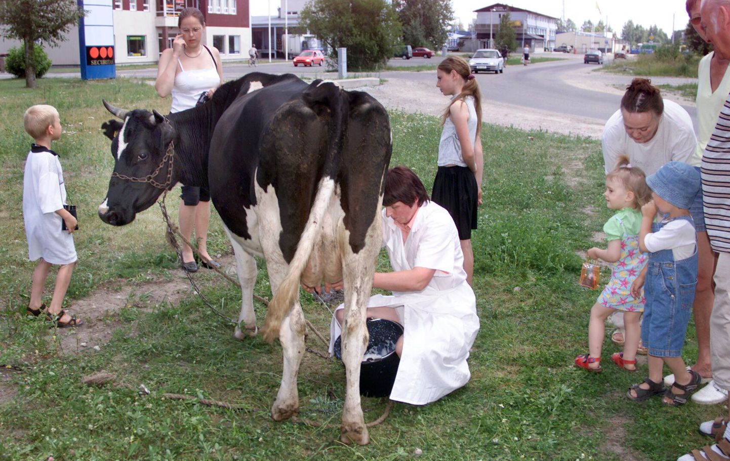 Lehma lüpsmine Pärnus Kanpoli hilgilao juures.