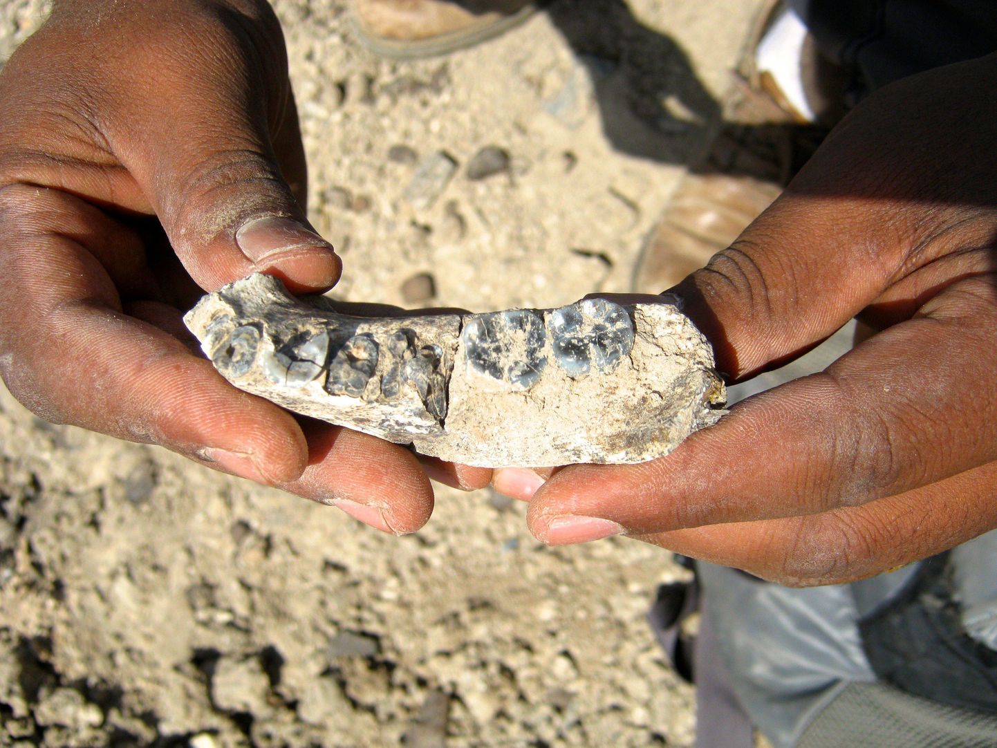 Etioopiast leitud 2,8 miljoni aasta vanuse lõualuu osa