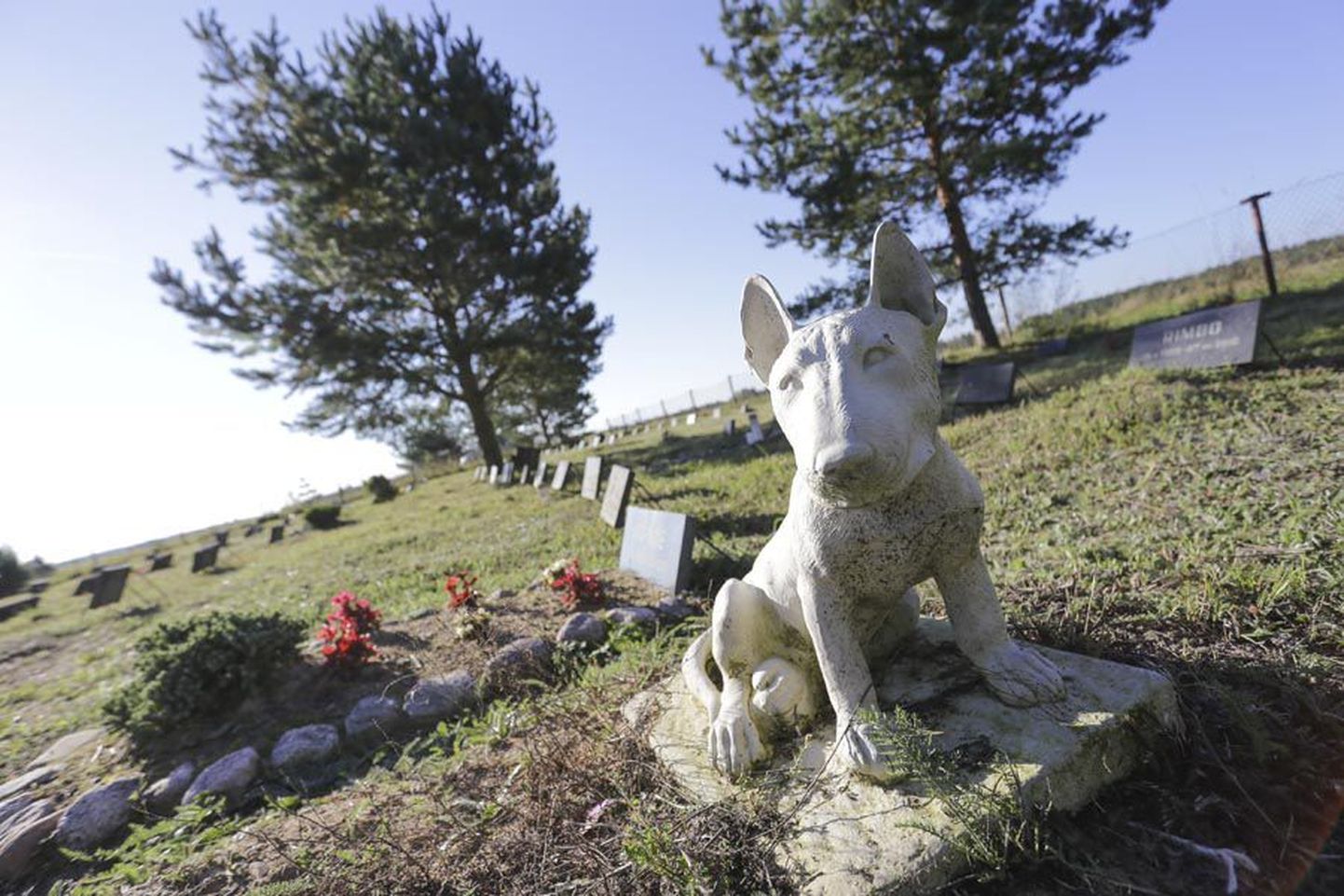 Eestis on lemmikloomade matmisplatse ajapikku rajatud mitmele poole, kuid Viljandis seda veel pole. Pilt on tehtud Rakvere külje all asuval kalmistul.