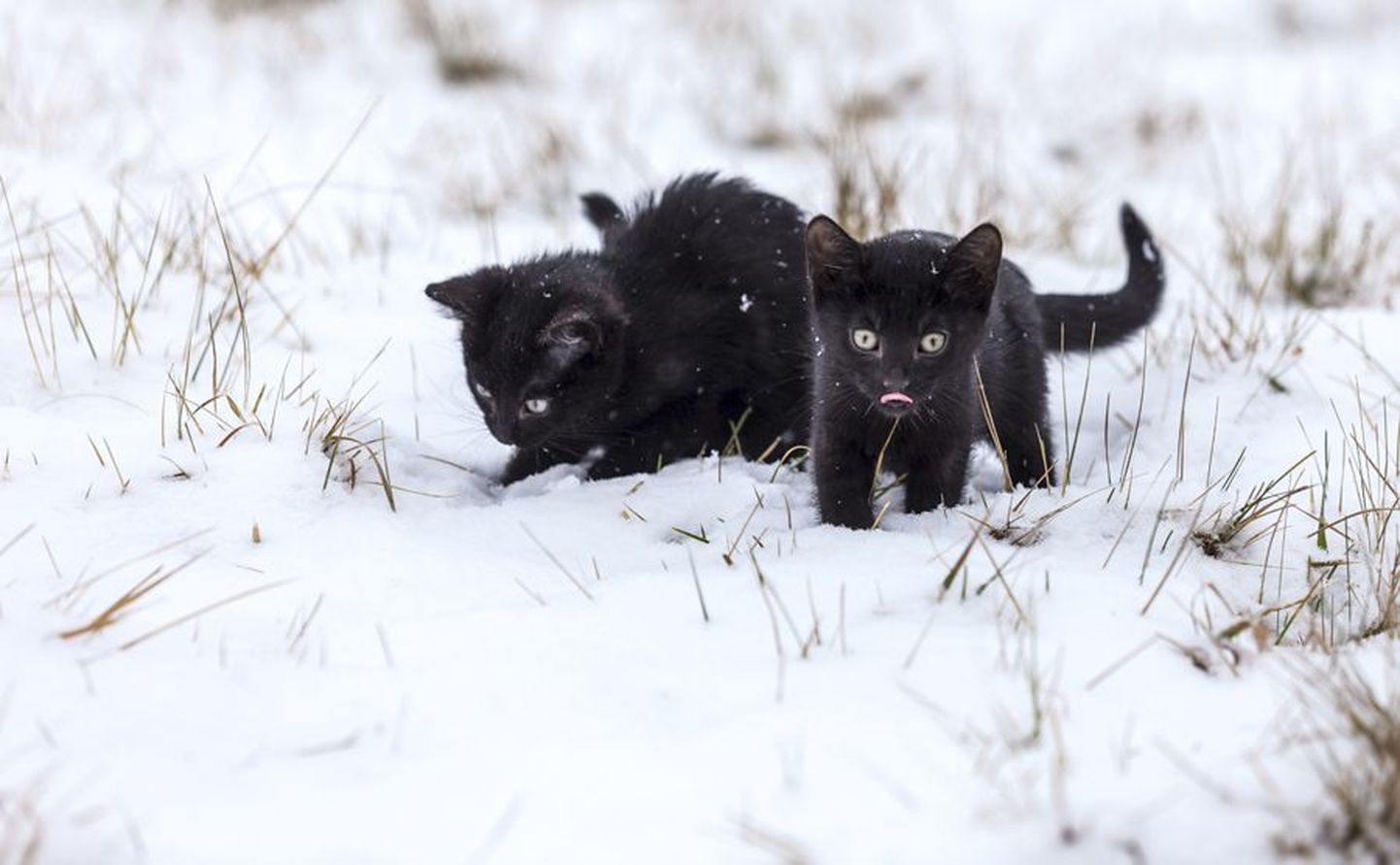 Krõbeda külmaga kassipojad õues pikalt abita hakkama ei saa. Need kaks kassipoega on pärit Viljandi varjupaigast.