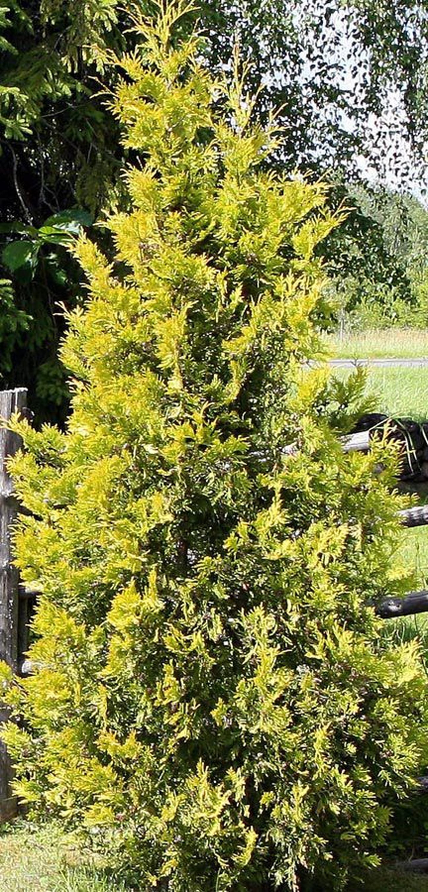 Puumatuse istikuks saab valida kõiki puid, mis Eestis kasvavad ja mis ei ole haigustele väga vastuvõtlikud. Pildil on elupuu.