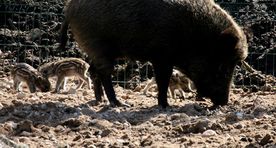 Leedu lõpetab sigade Aafrika katkuga seotud eriolukorra