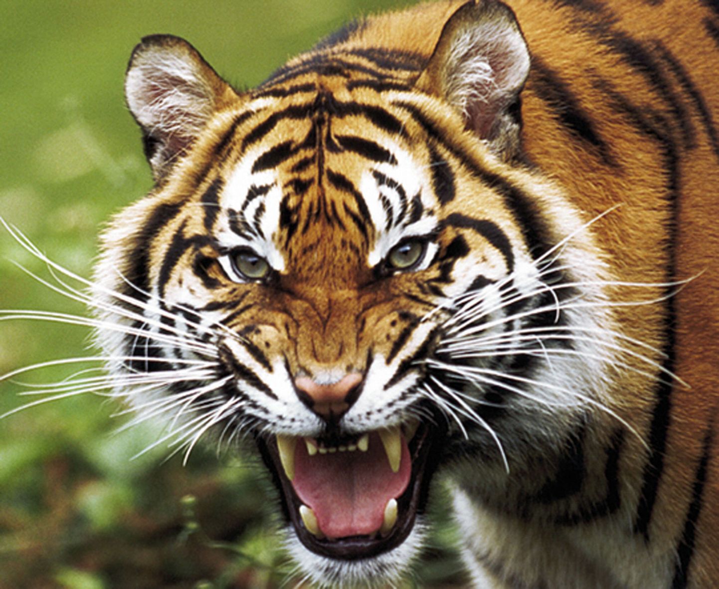 Loodusesõbrad püüavad päästa tiigreid väljasuremise eest.