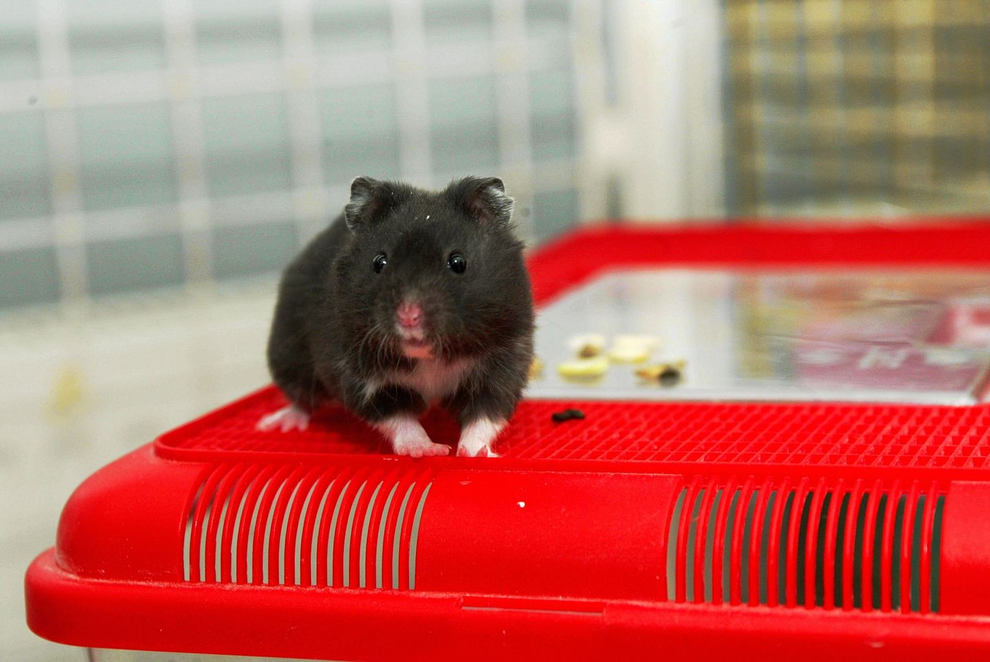 Fotol olev hamster on üles pildistatud lemmikloomapoes.