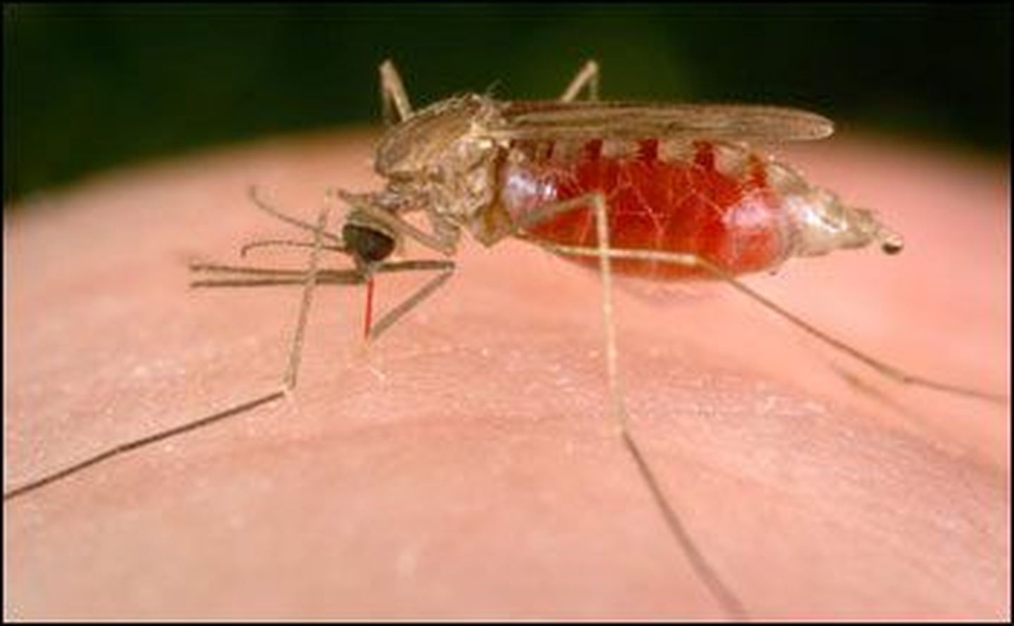 Malaariasääsk