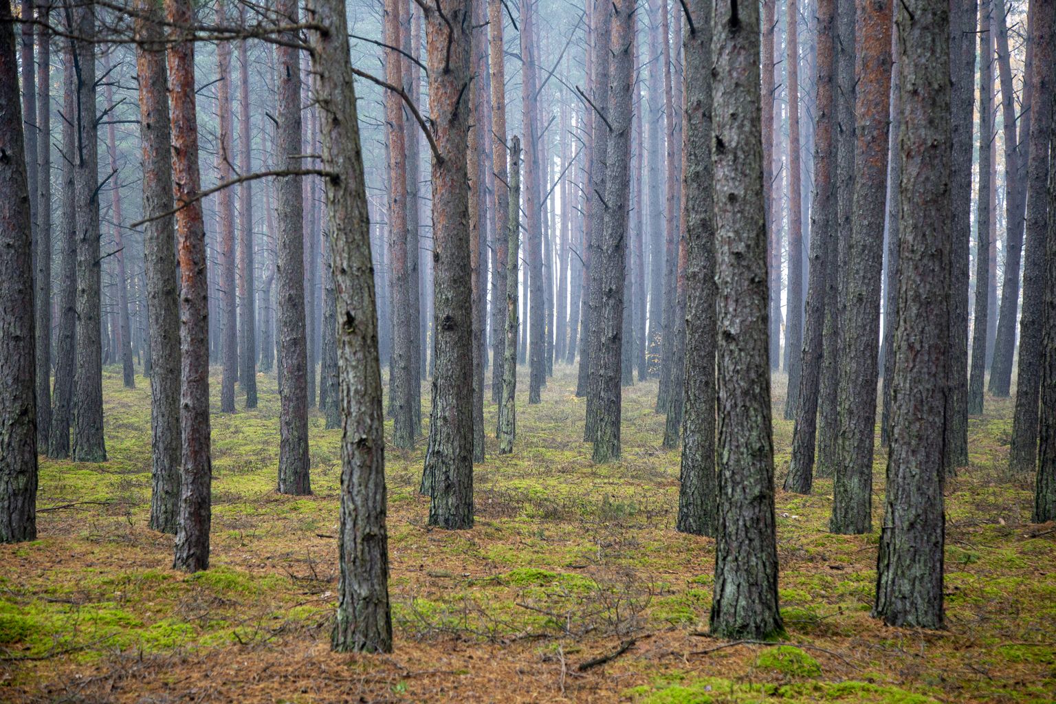 Dabas parks "Piejūra" Carnikavas novadā.