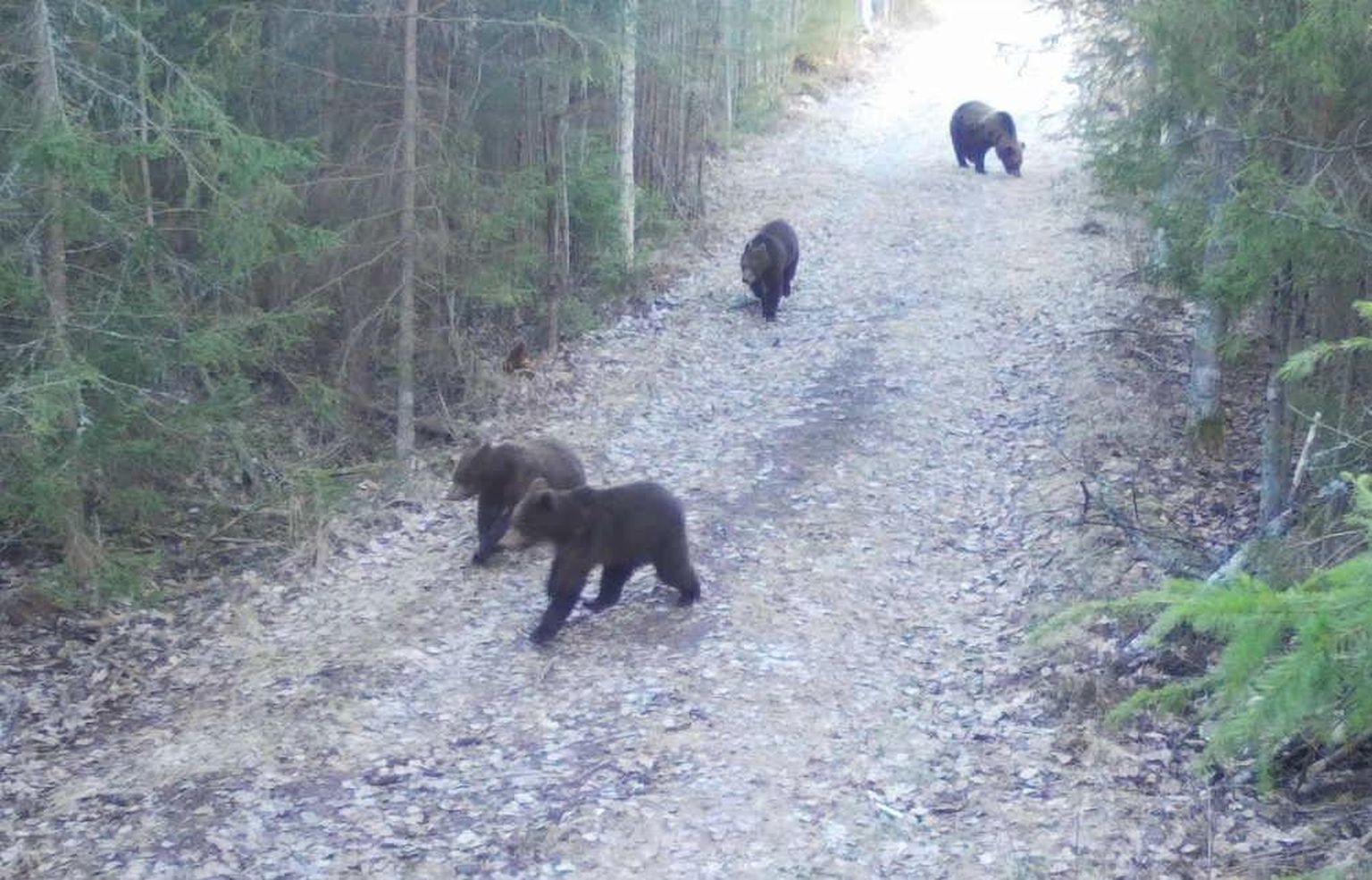 Rajakaamerasse jäänud karud mullu aprillis Vambolas.