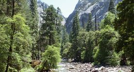 Yosemite`is leiti ohtlikku hantaviirust ka teisest piirkonnast
