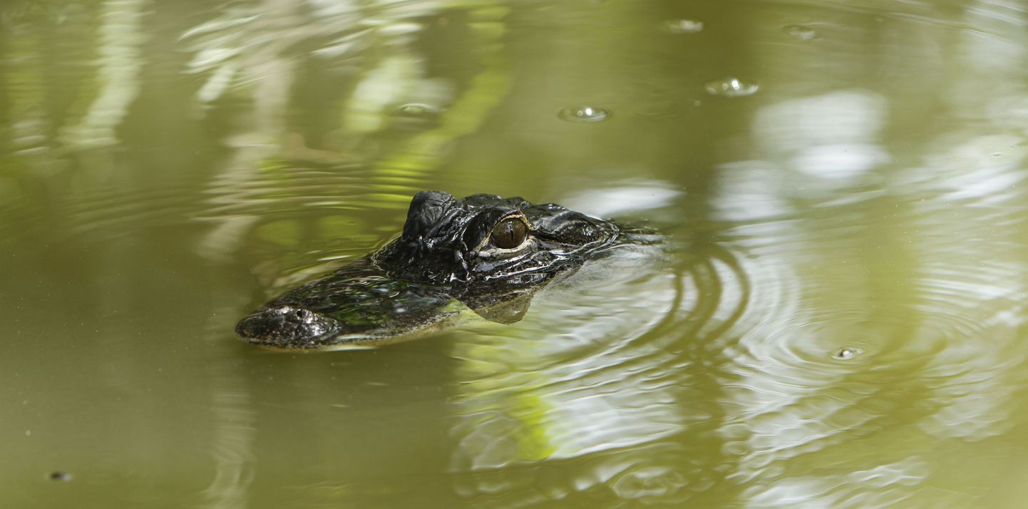 Kalamees jäädvustas videole «alligaatorimüüri»