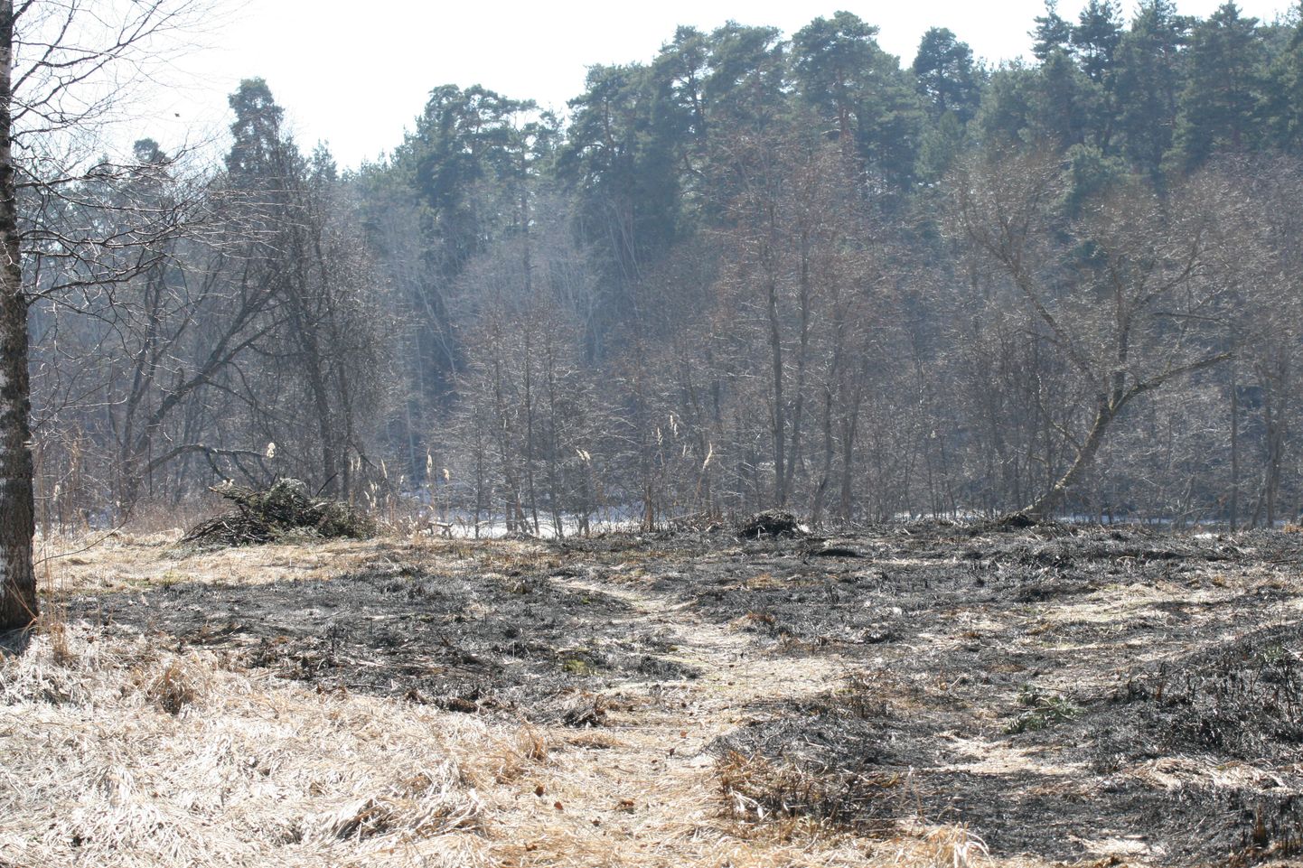 Reiu jõe ääres põles täna pärastlõunal ligikaudu 500 ruutmeetrit kulu.