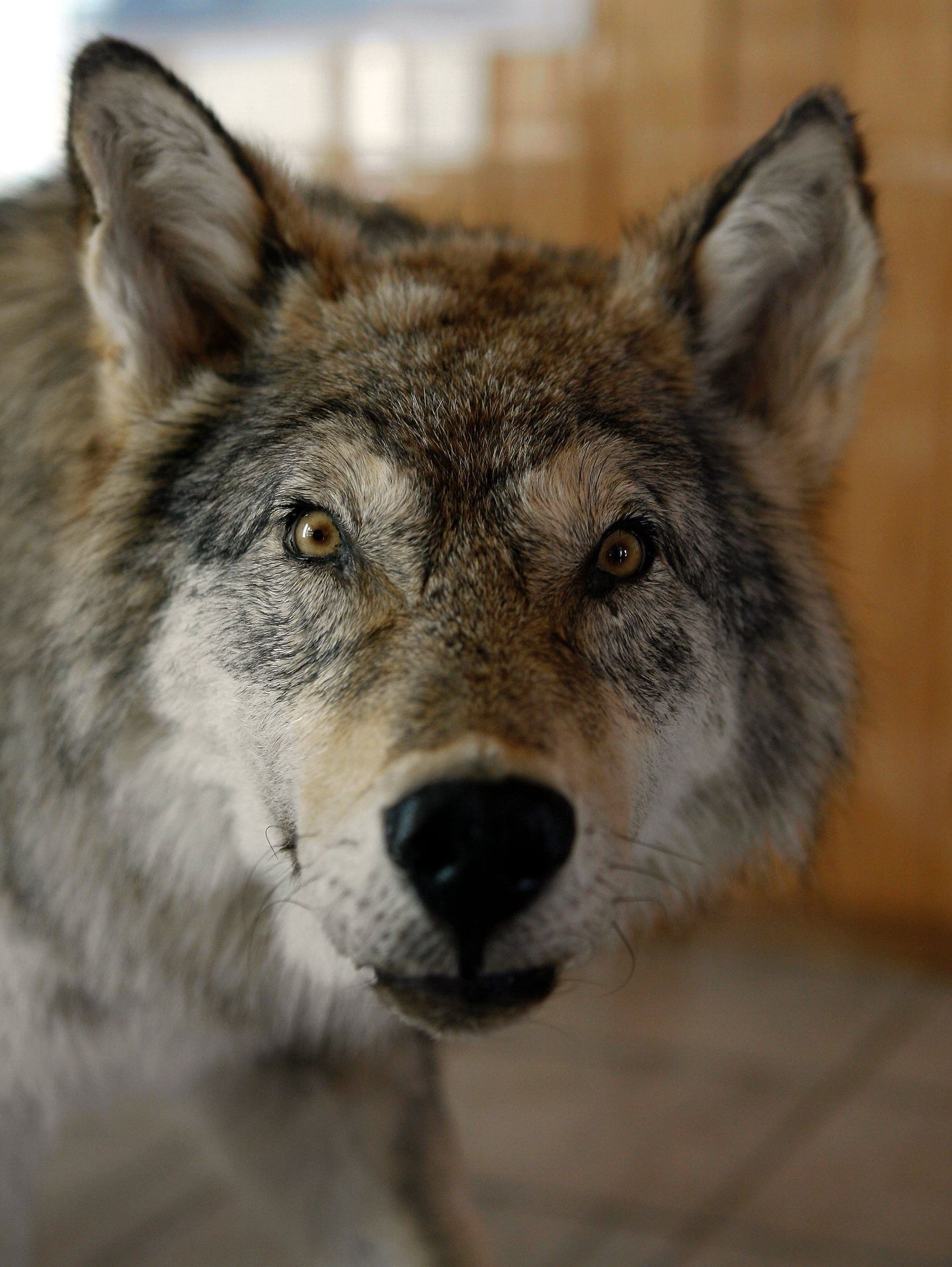 Riiklik looduskaitsekeskus on Viljandimaalt esitatud viie avalduse põhjal hüvitanud kahel aastal huntide, karude ja ilveste tekitatud kahju.