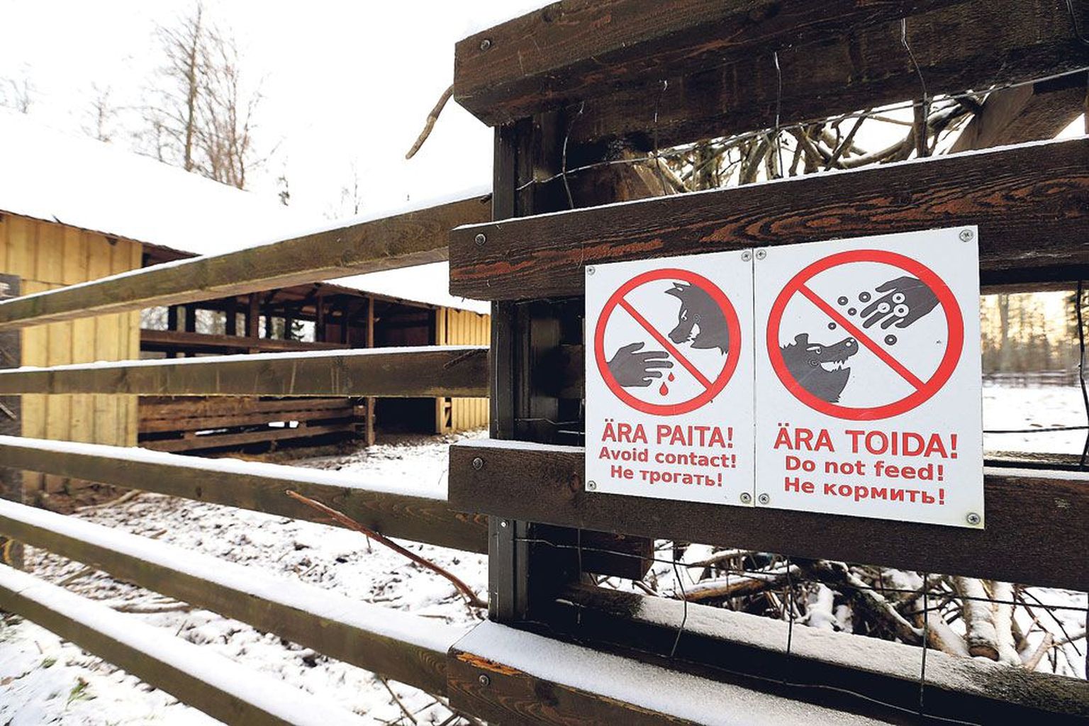 Elistvere loomapargi talitaja leidis pühapäeva varahommikul põder Tõnu aedikust elutuna. Keegi oli põdrale söötnud pähkleid, mille tagajärjel loom lämbus.