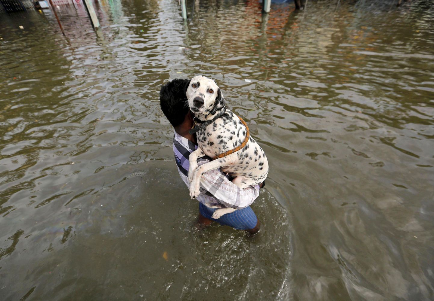 Mees kandmas oma koera pärast sajandi suurimat paduvihma Indias